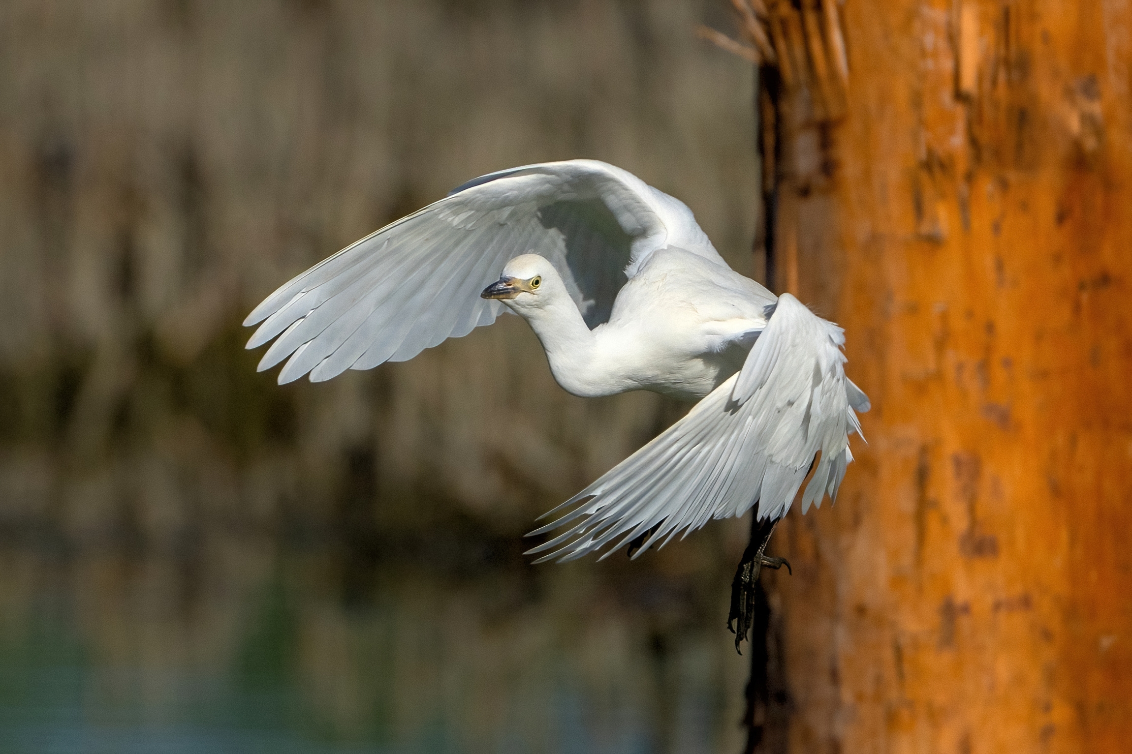 Cattle egret