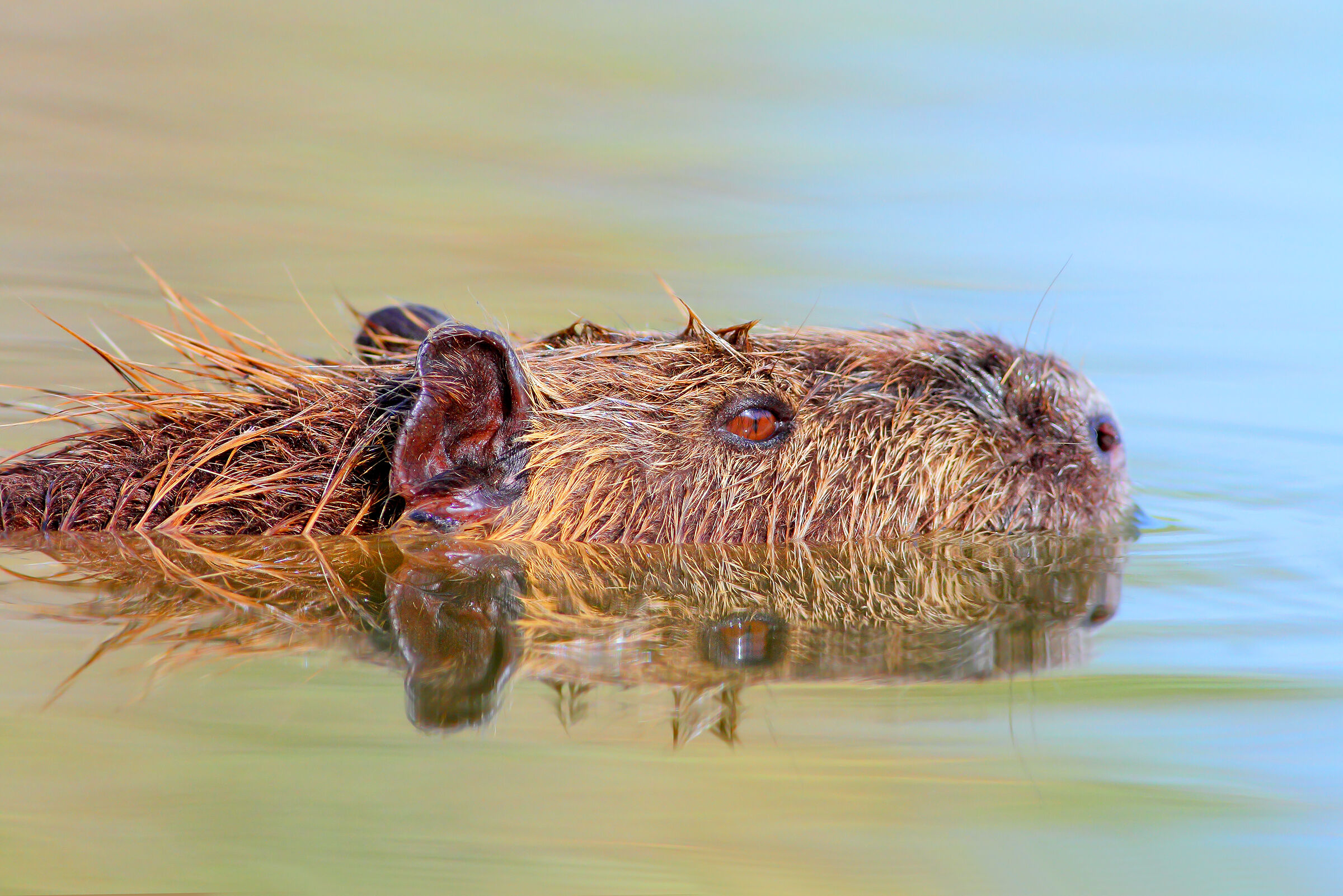 Nutria