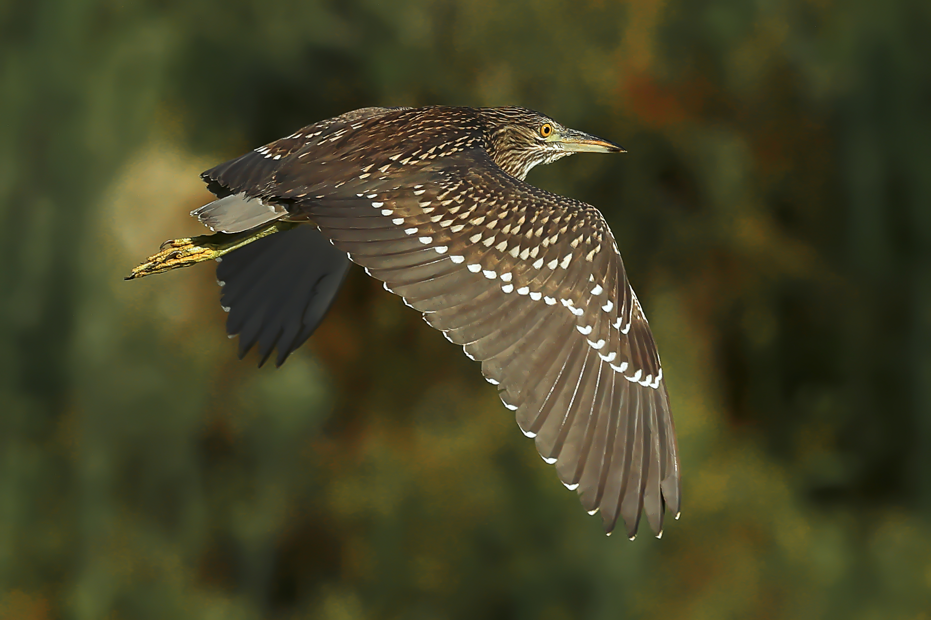 Giovane di nitticora.