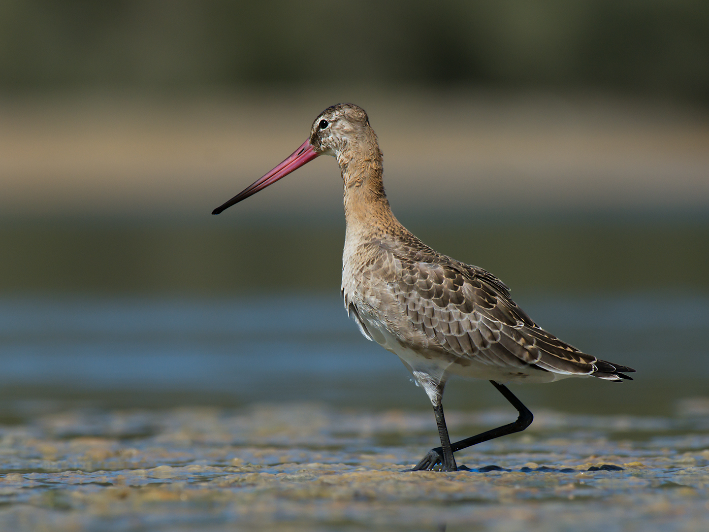 Bar-tailed godwit