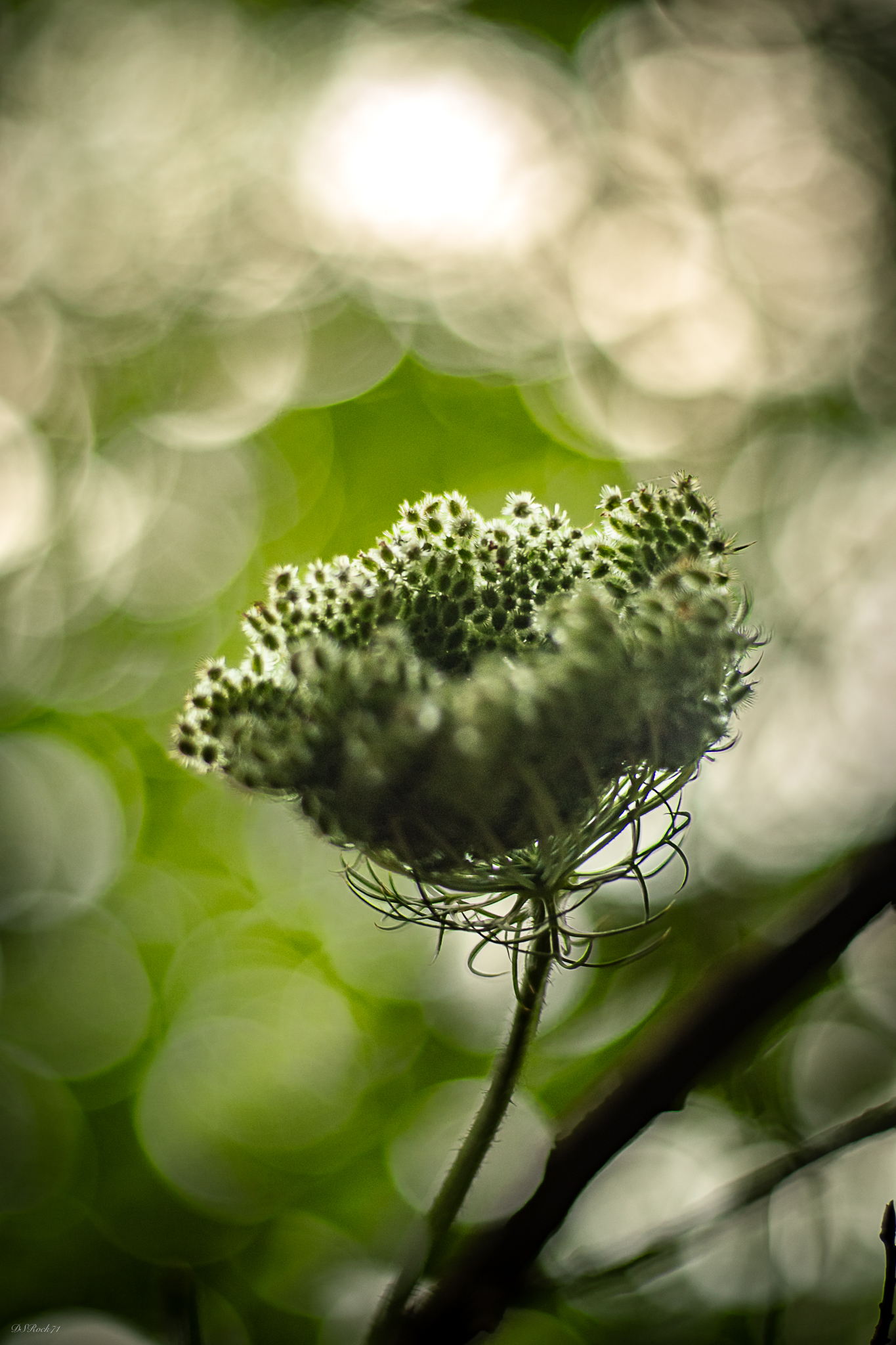 The thousand bubbles