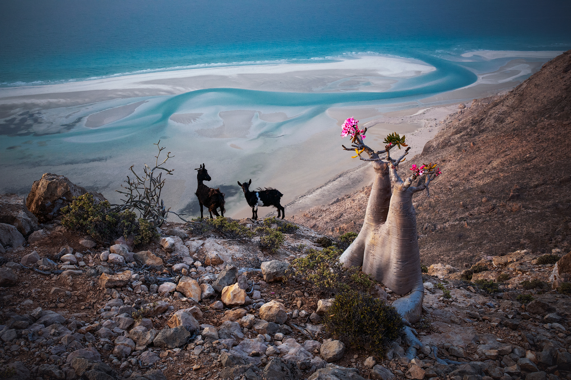 The island of dreams