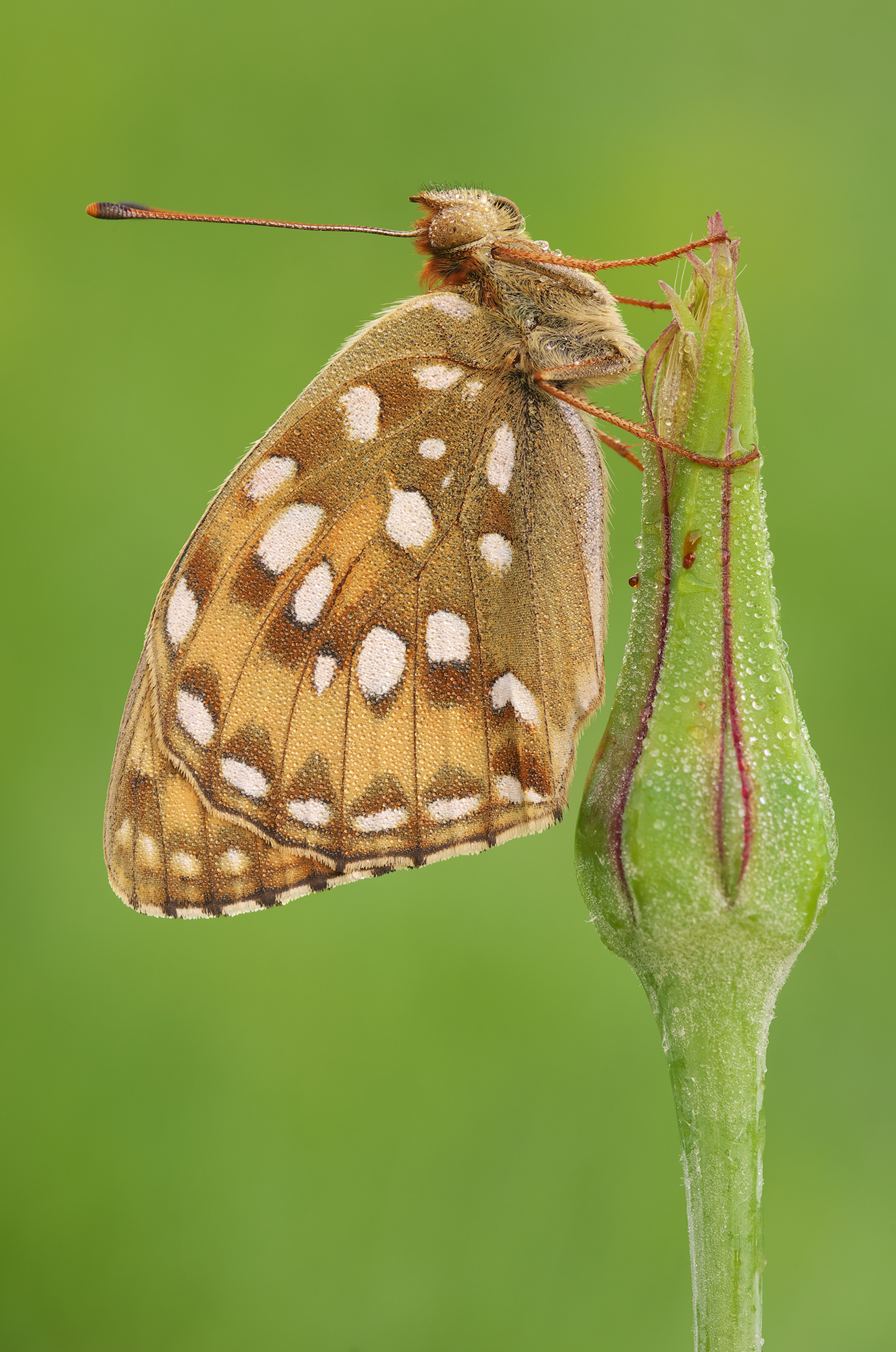 Argynnis aglaja