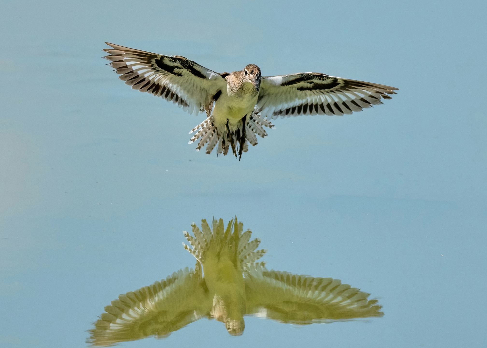 Small sandpiper (Actitis hypoleucos)