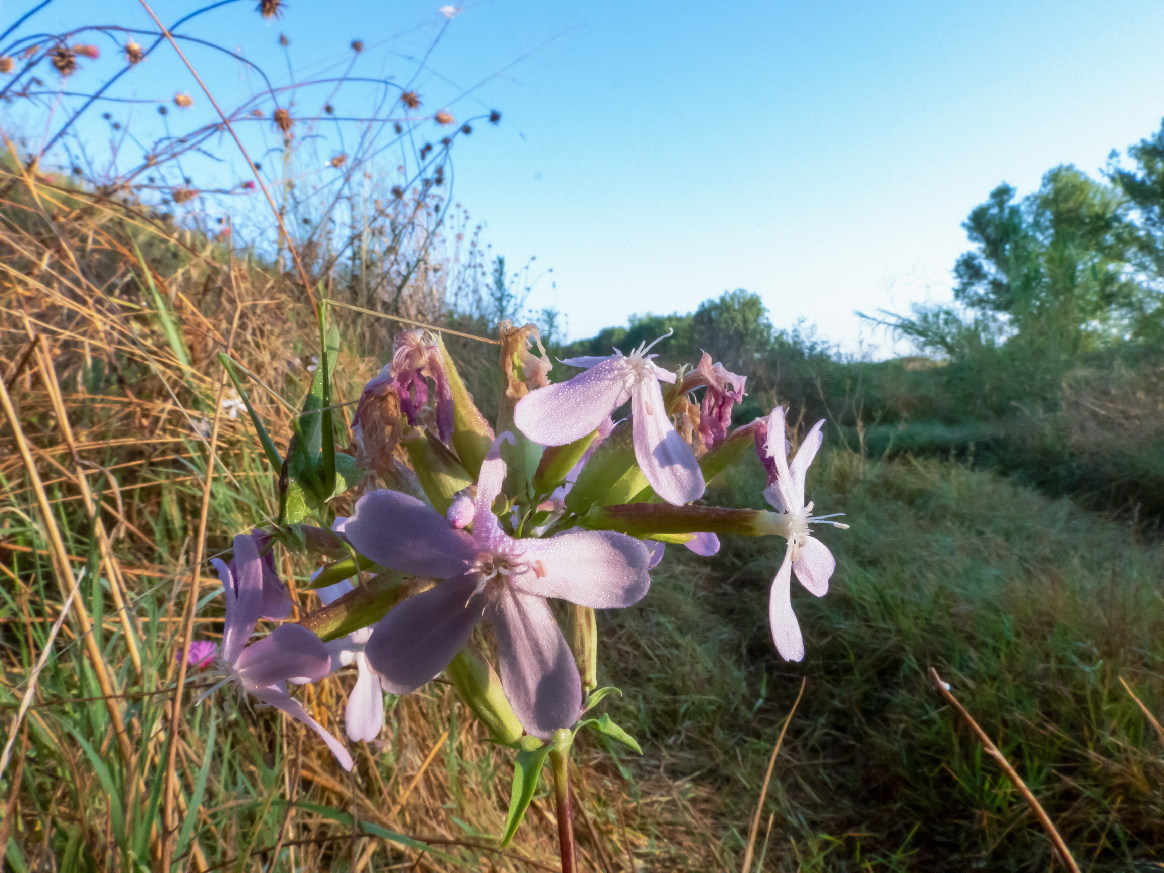 Close-up set with Coolpix p1000 (16)