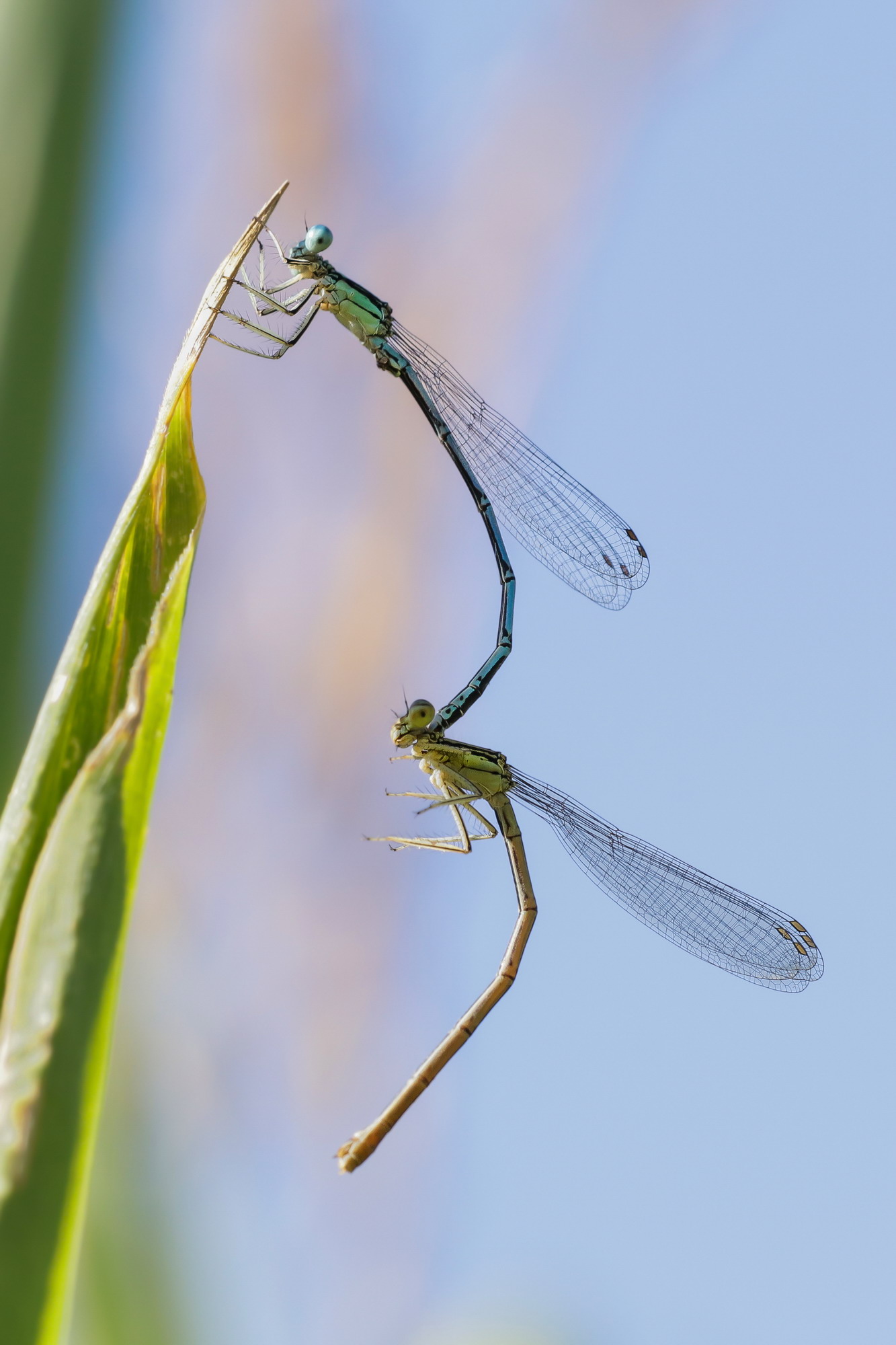 Once upon a time in a cornfield...