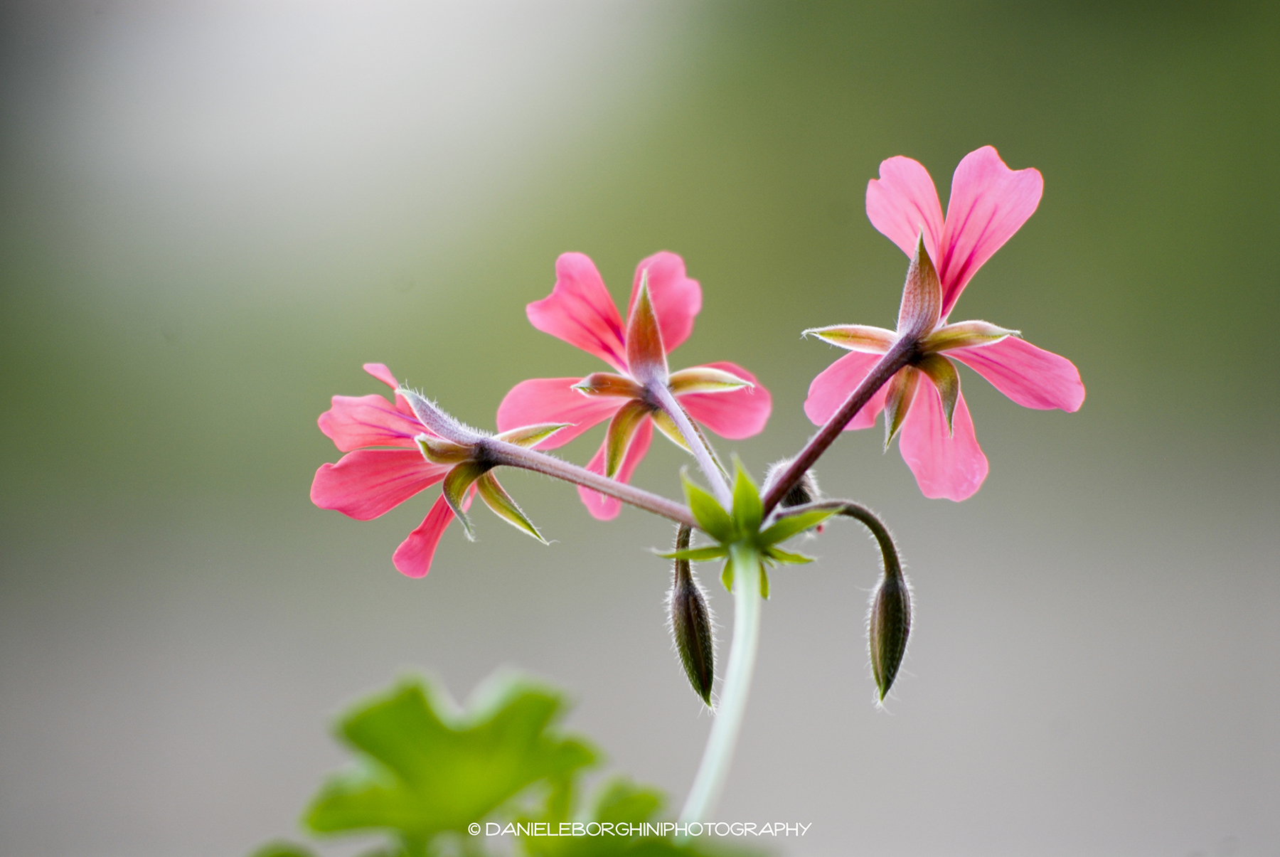 Geranium