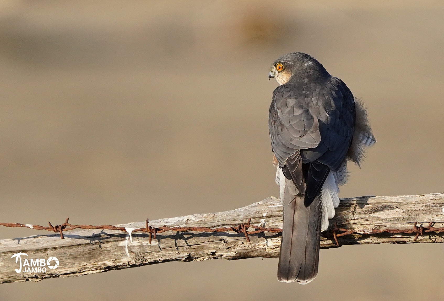Sparrowhawk