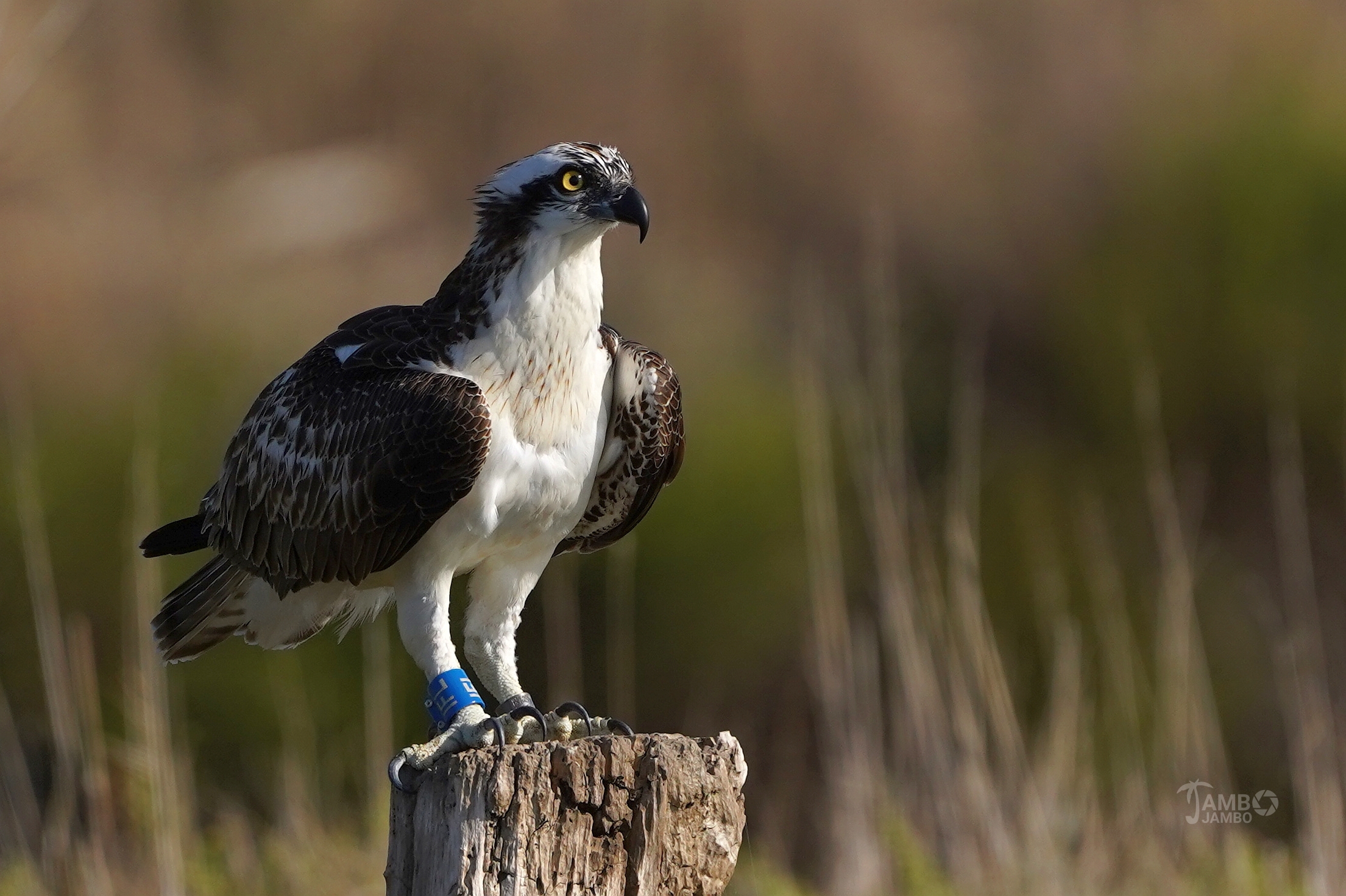 Osprey