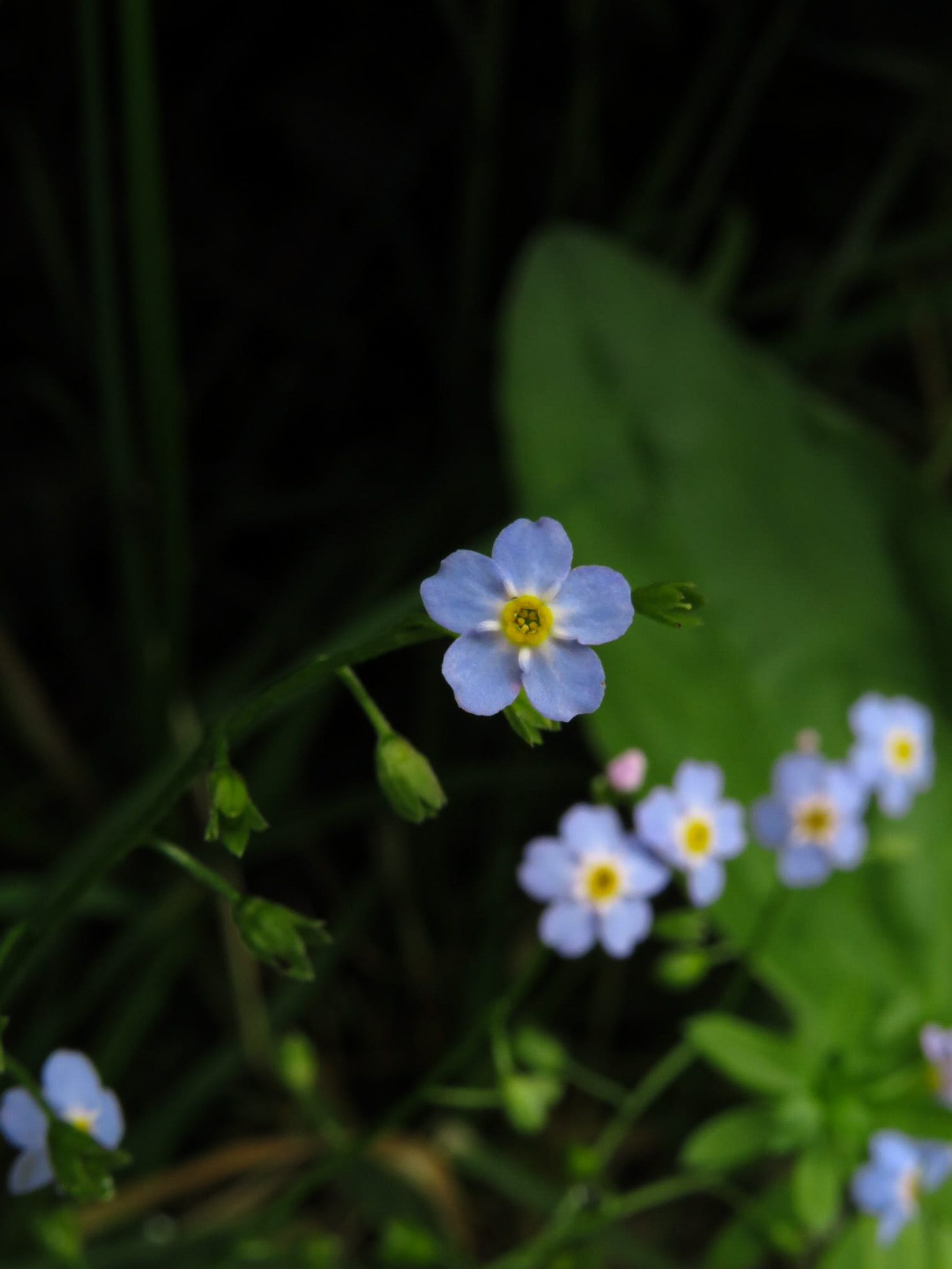 Non ti scordar di me