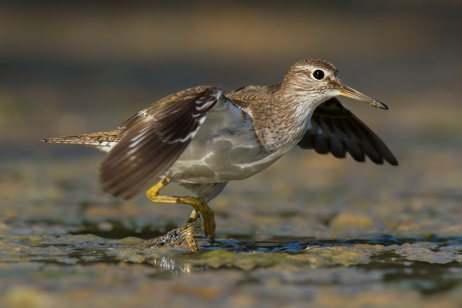 Sandpiper small involo