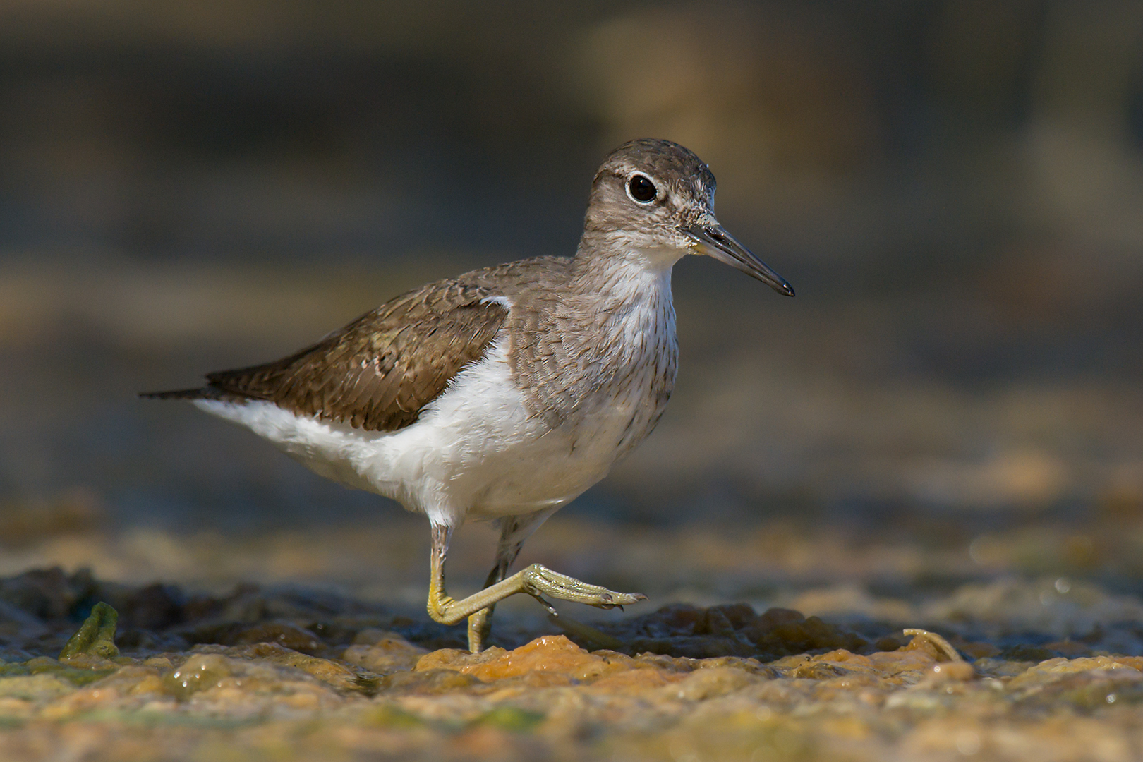 Sandpiper small sandpiper