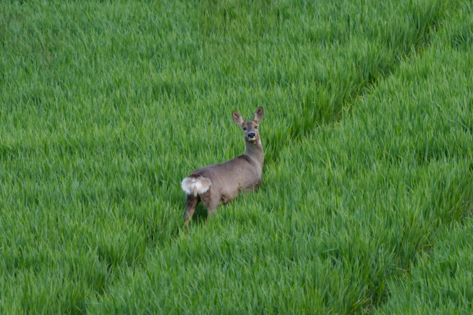 Capriolo osservatore