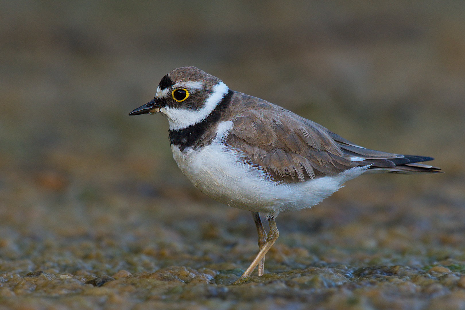 Little ringed plover