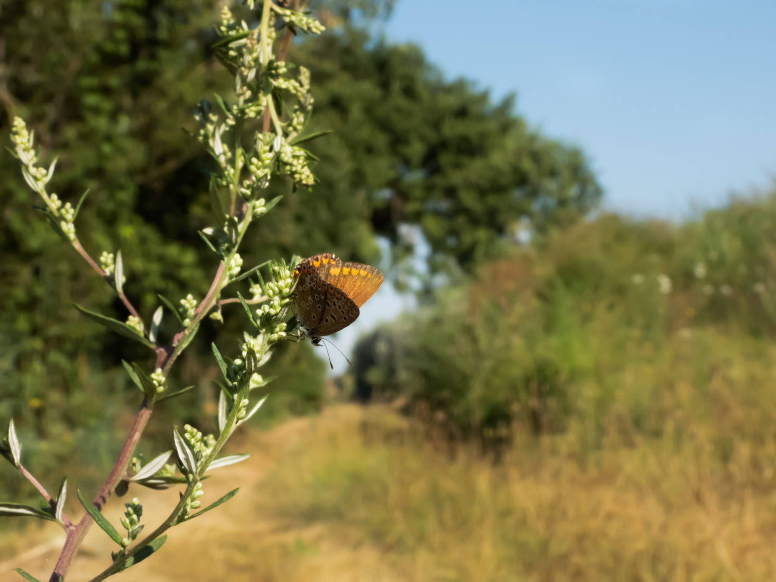Close-up set with Coolpix p1000 (18)