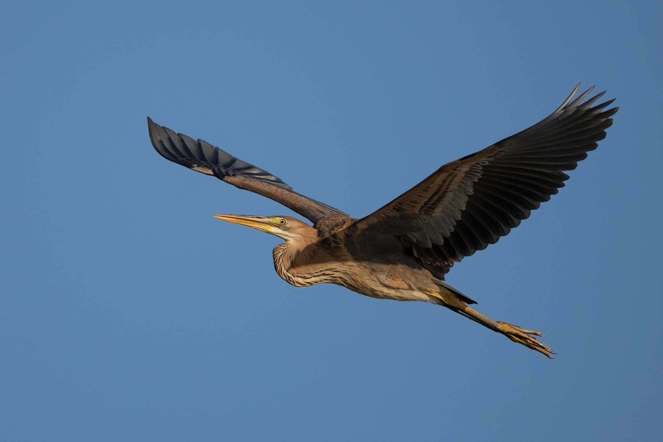 Purple Heron (Ardea purpurea)