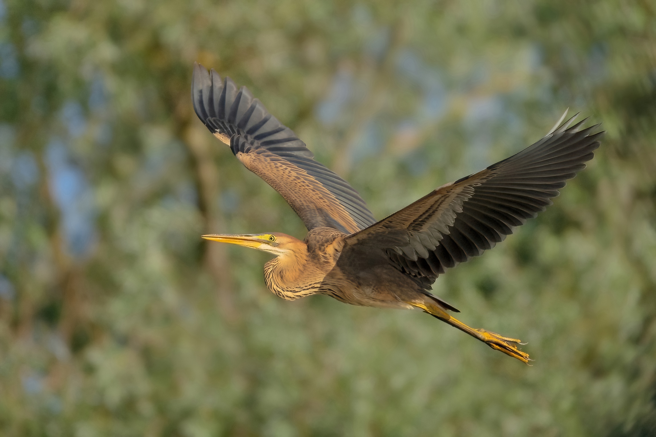 Airone rosso (Ardea purpurea)