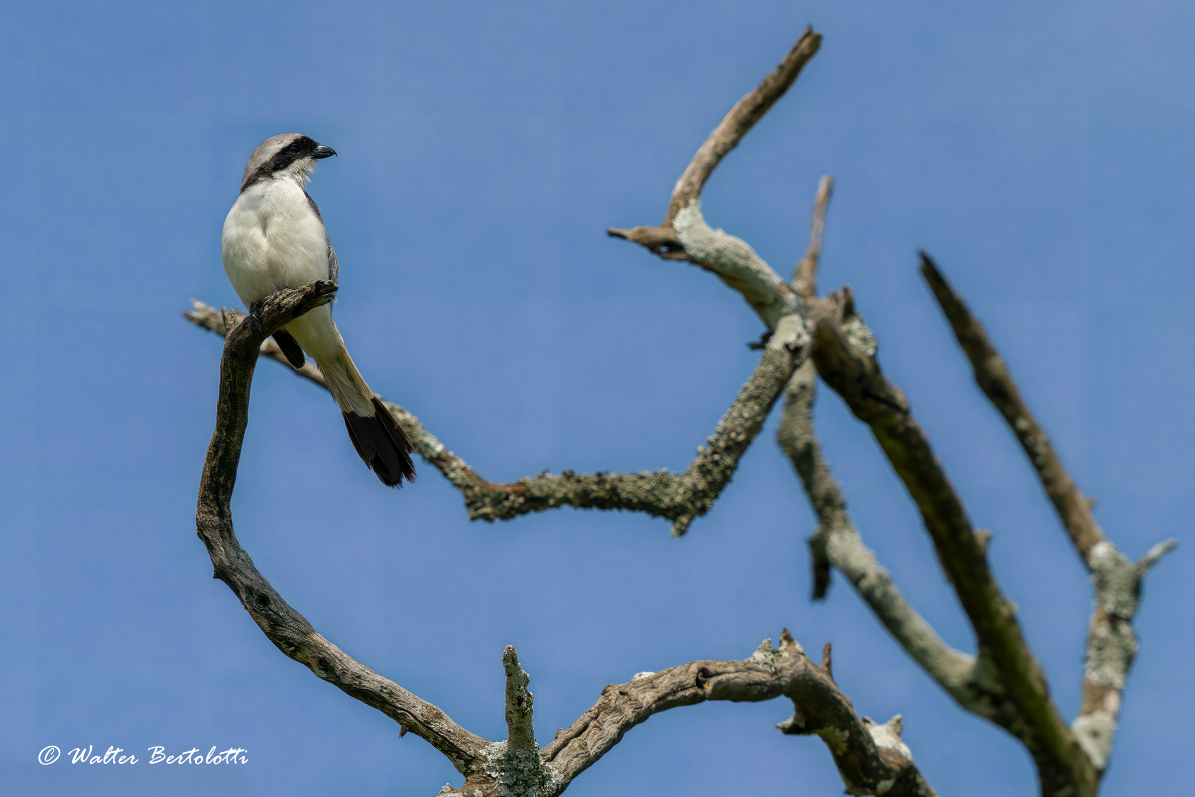 Averla cenerina africana