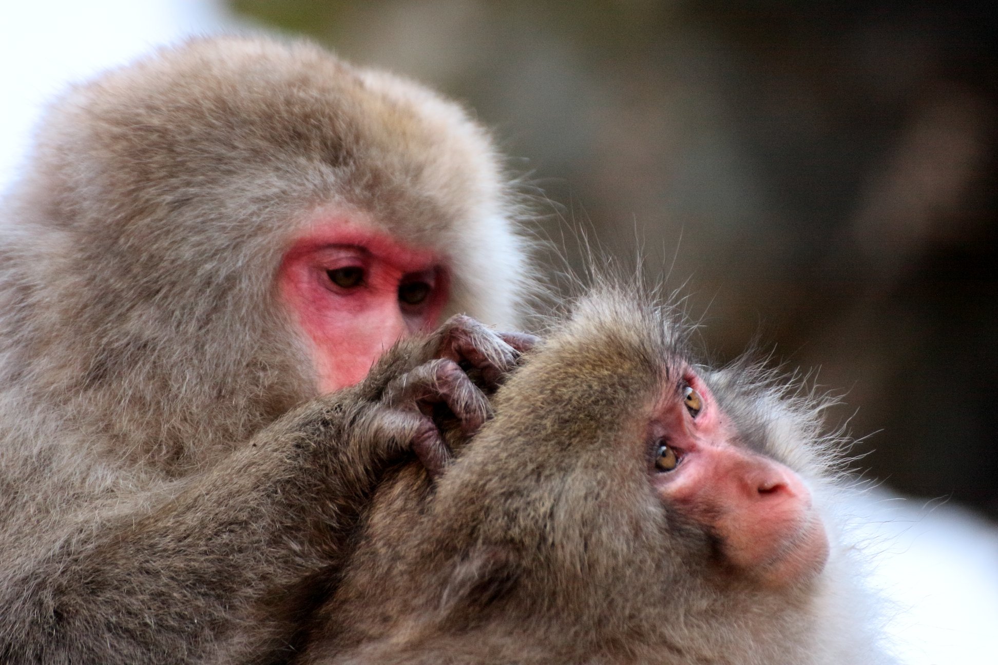 Jigokudani - Shibu Onsen