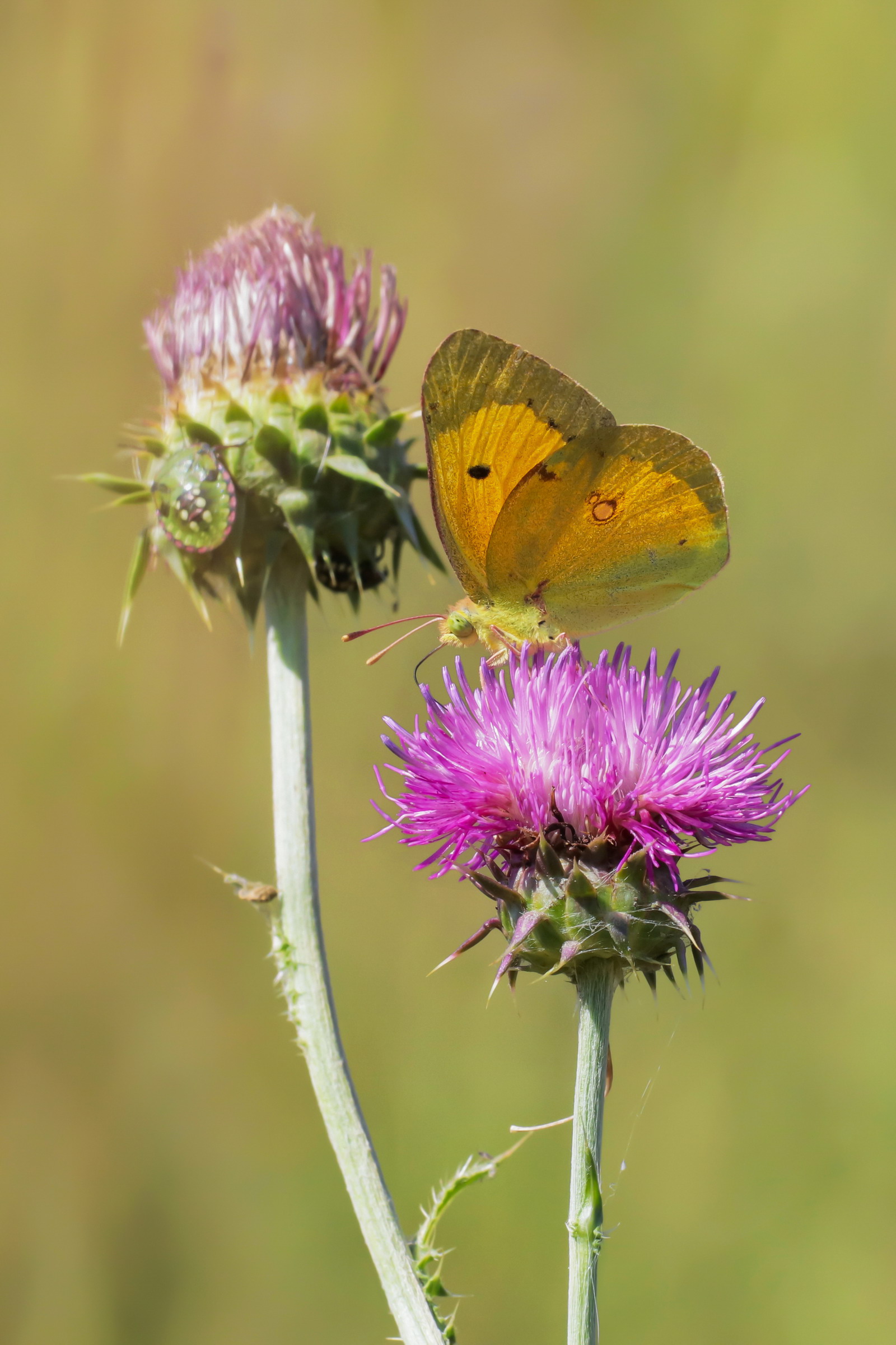 Colias crocea