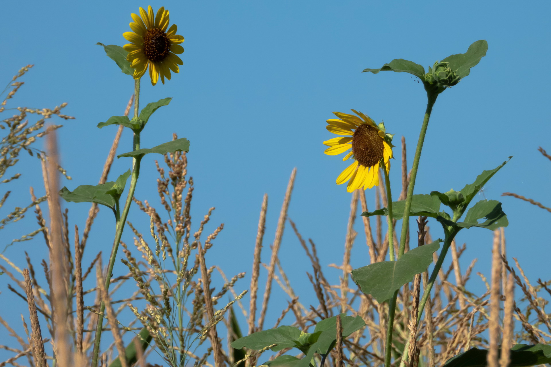 Sunflowers that believe themselves to be corn