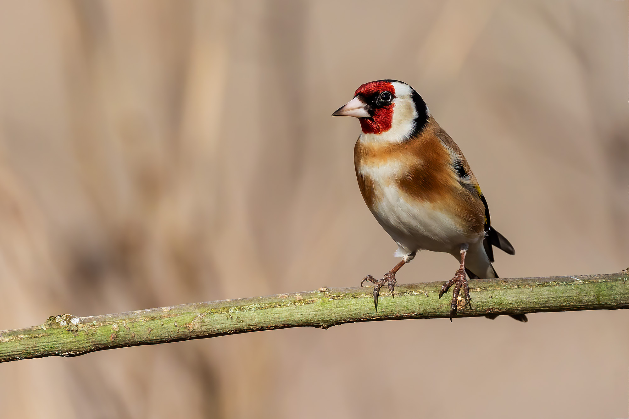 Goldfinch