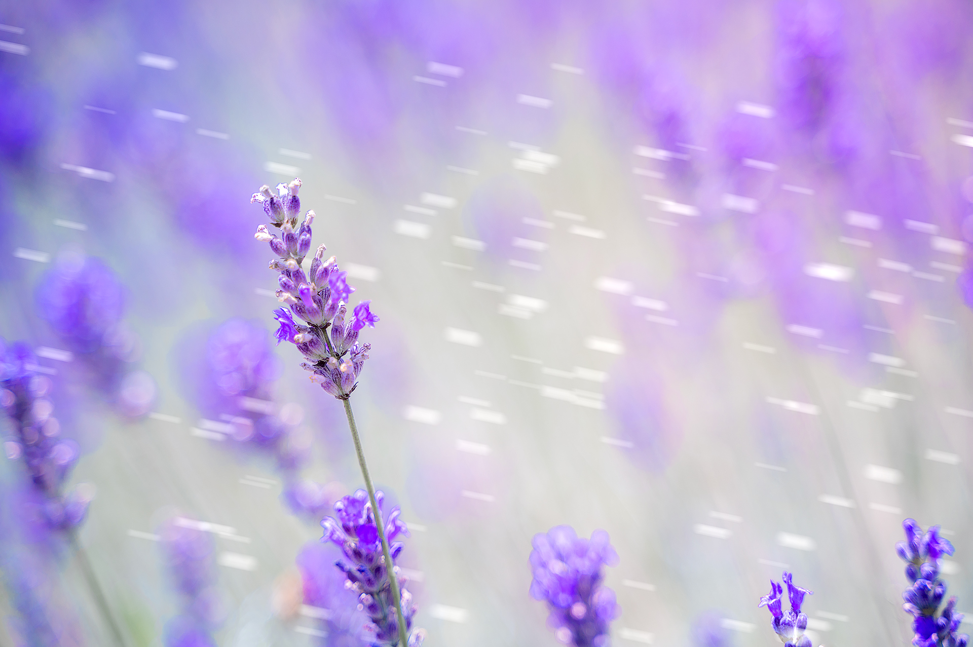Lavander details
