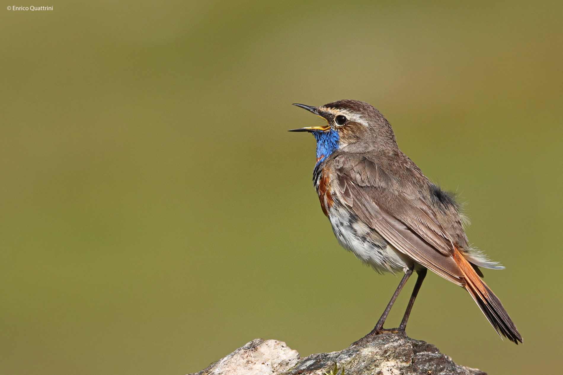 Bluethroat