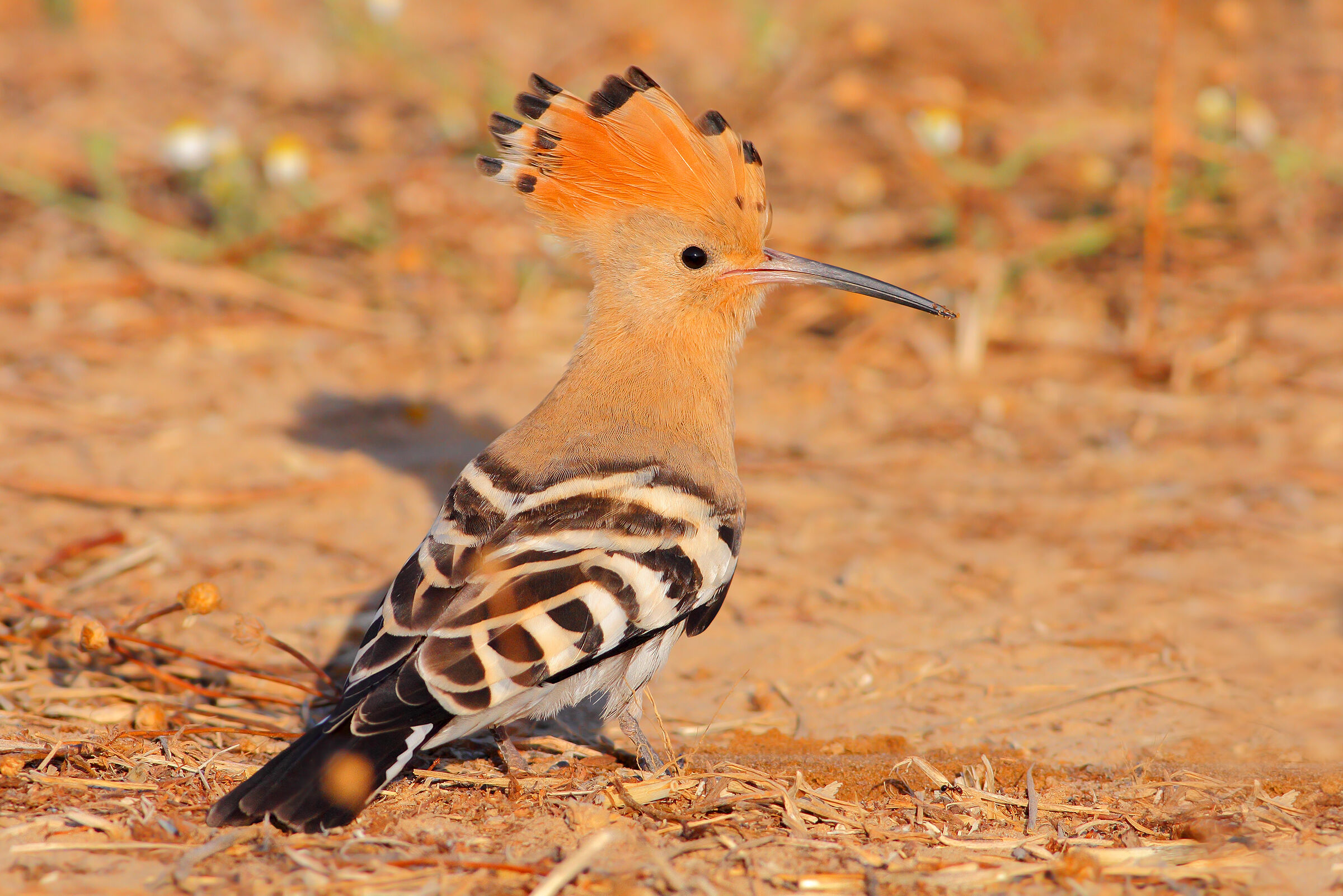 Hoopoe