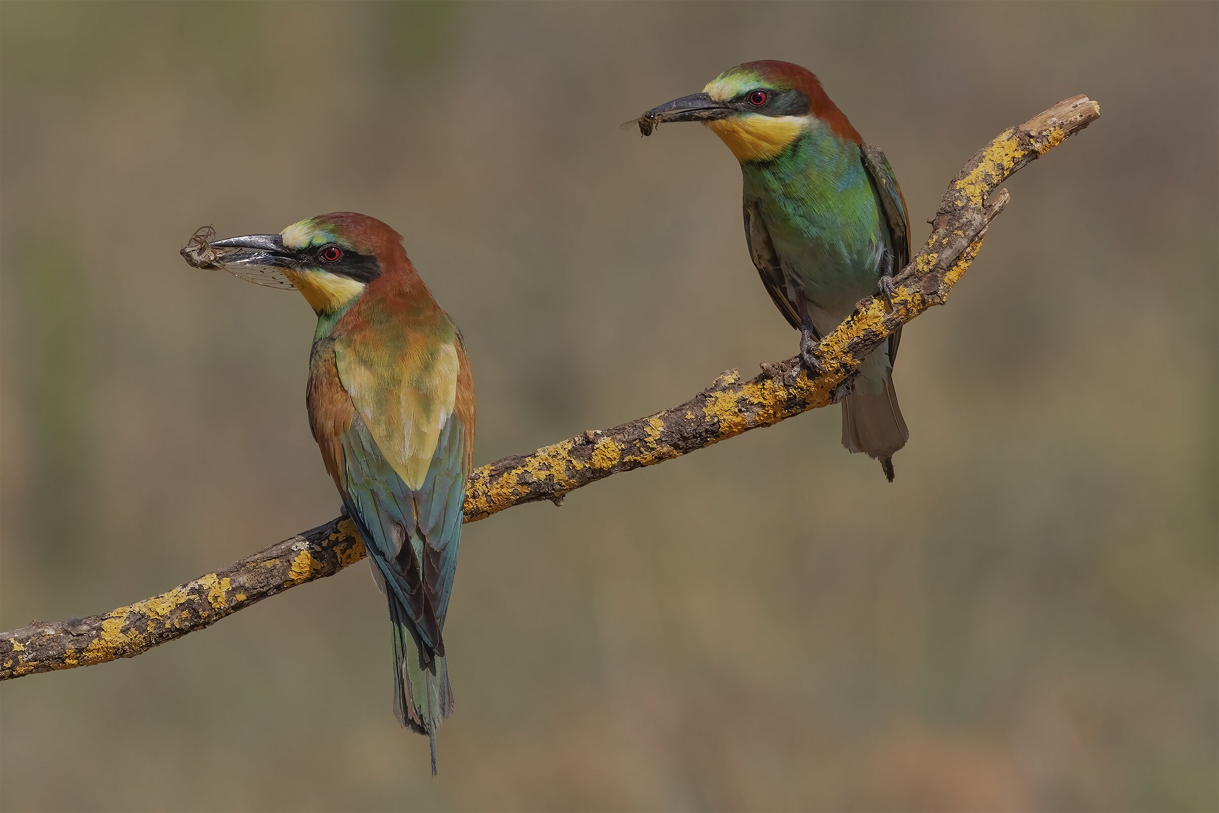 Two is better than one