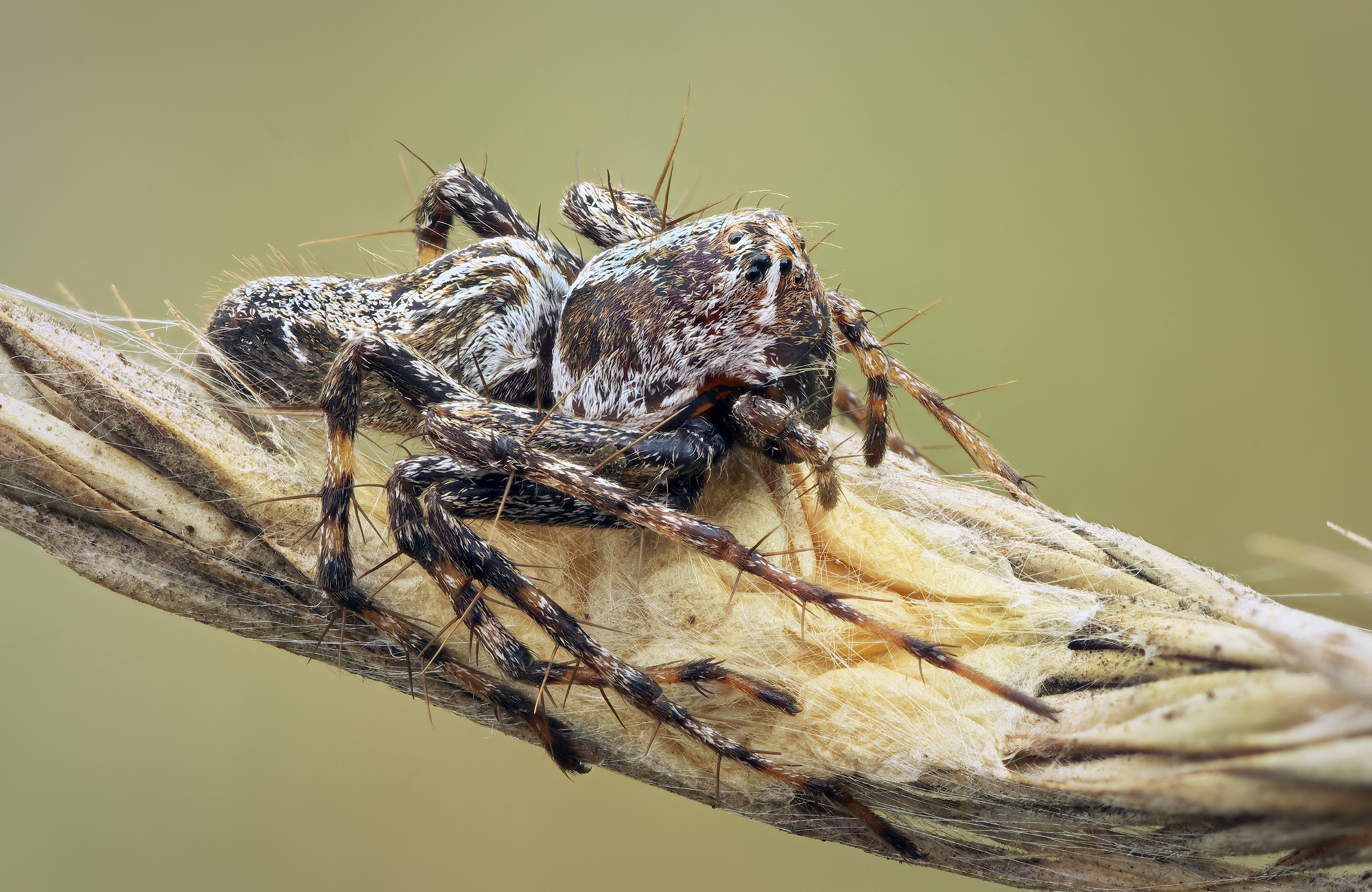 Oxyopes ramosus