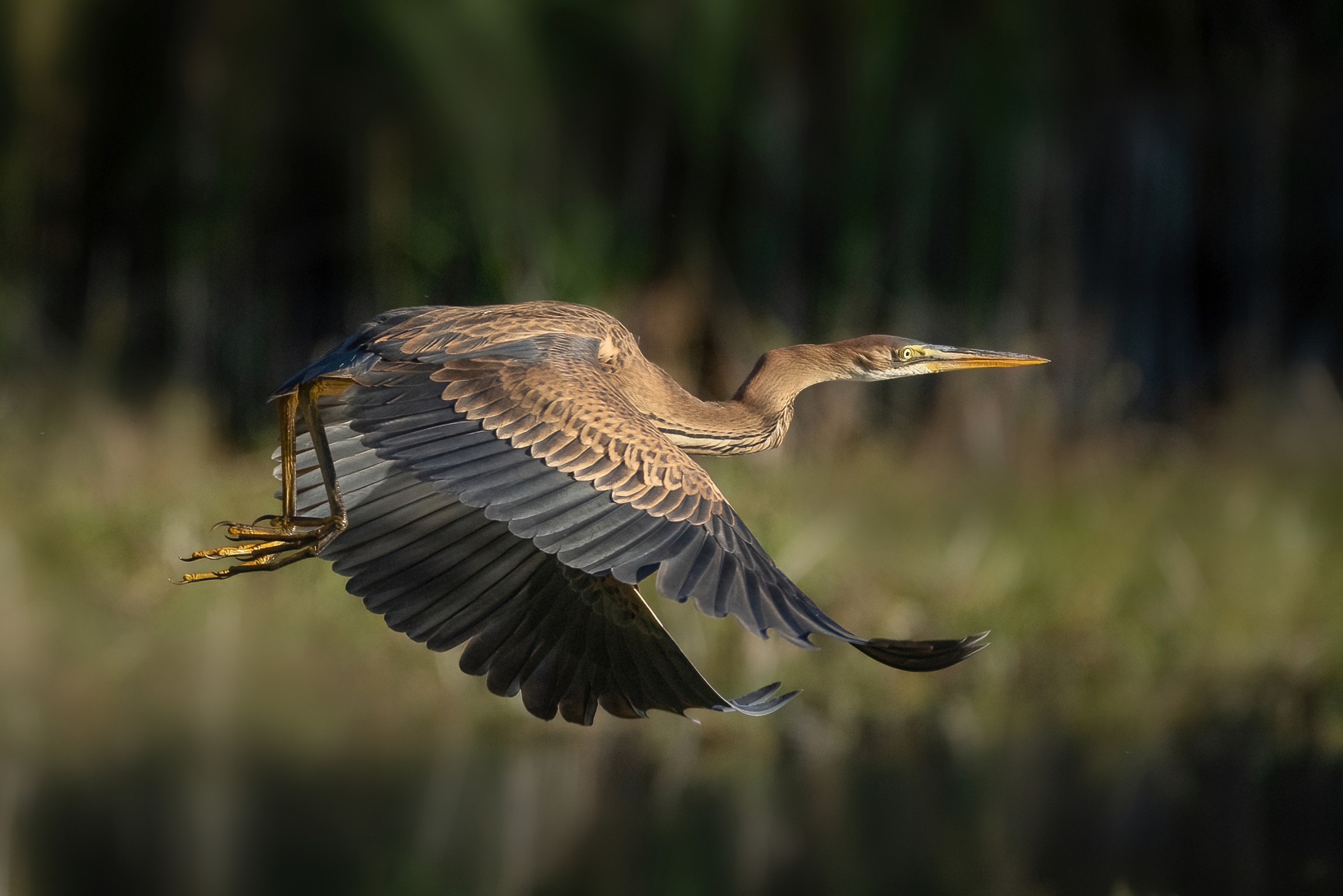 Giovane Airone rosso (Ardea purpurea)