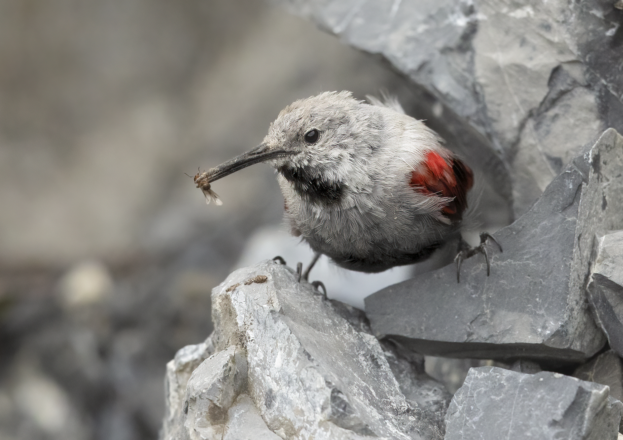 aperitivo nella roccia, picchio muraiolo