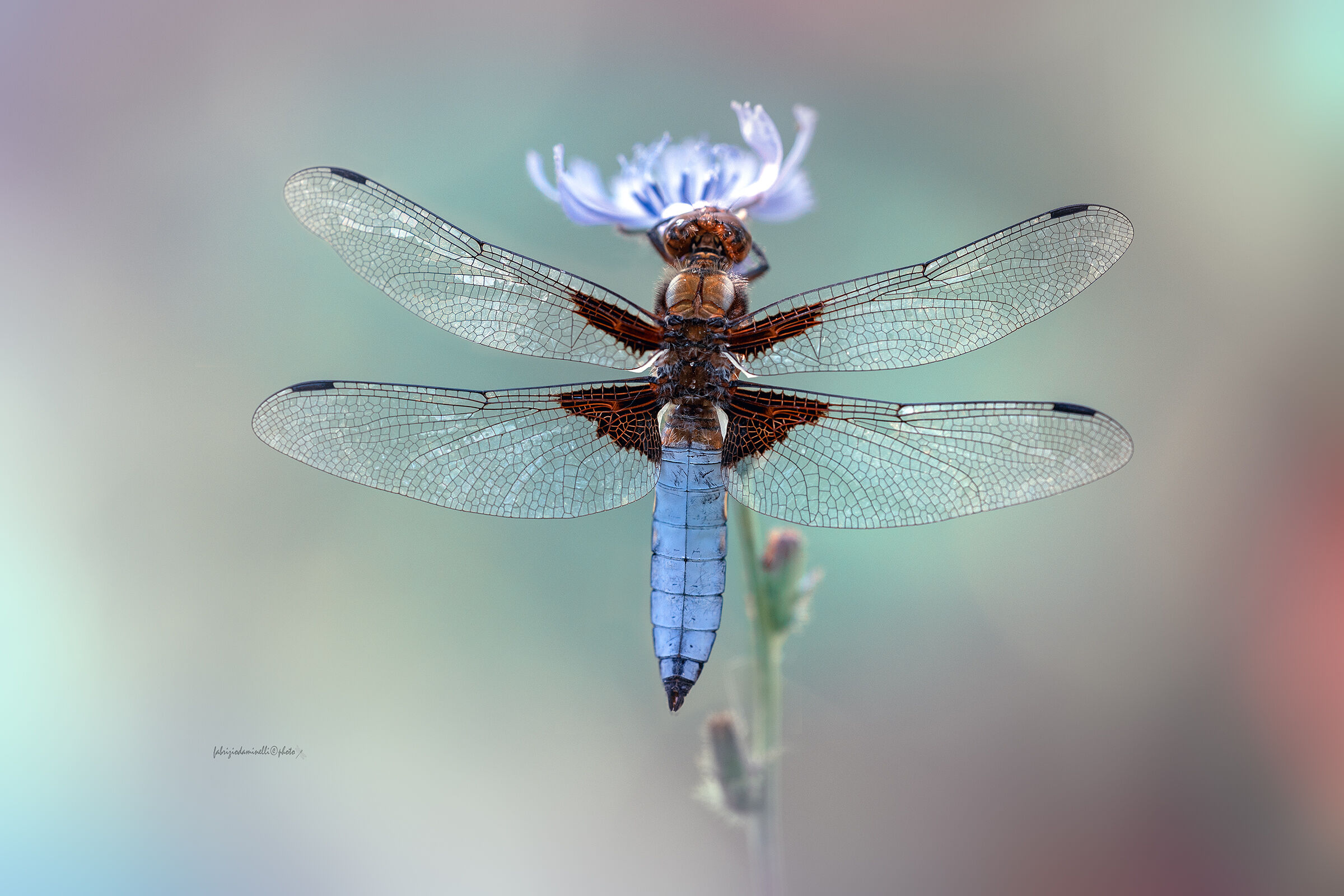 Depressed dragonfly - Broad-bodied Chaser