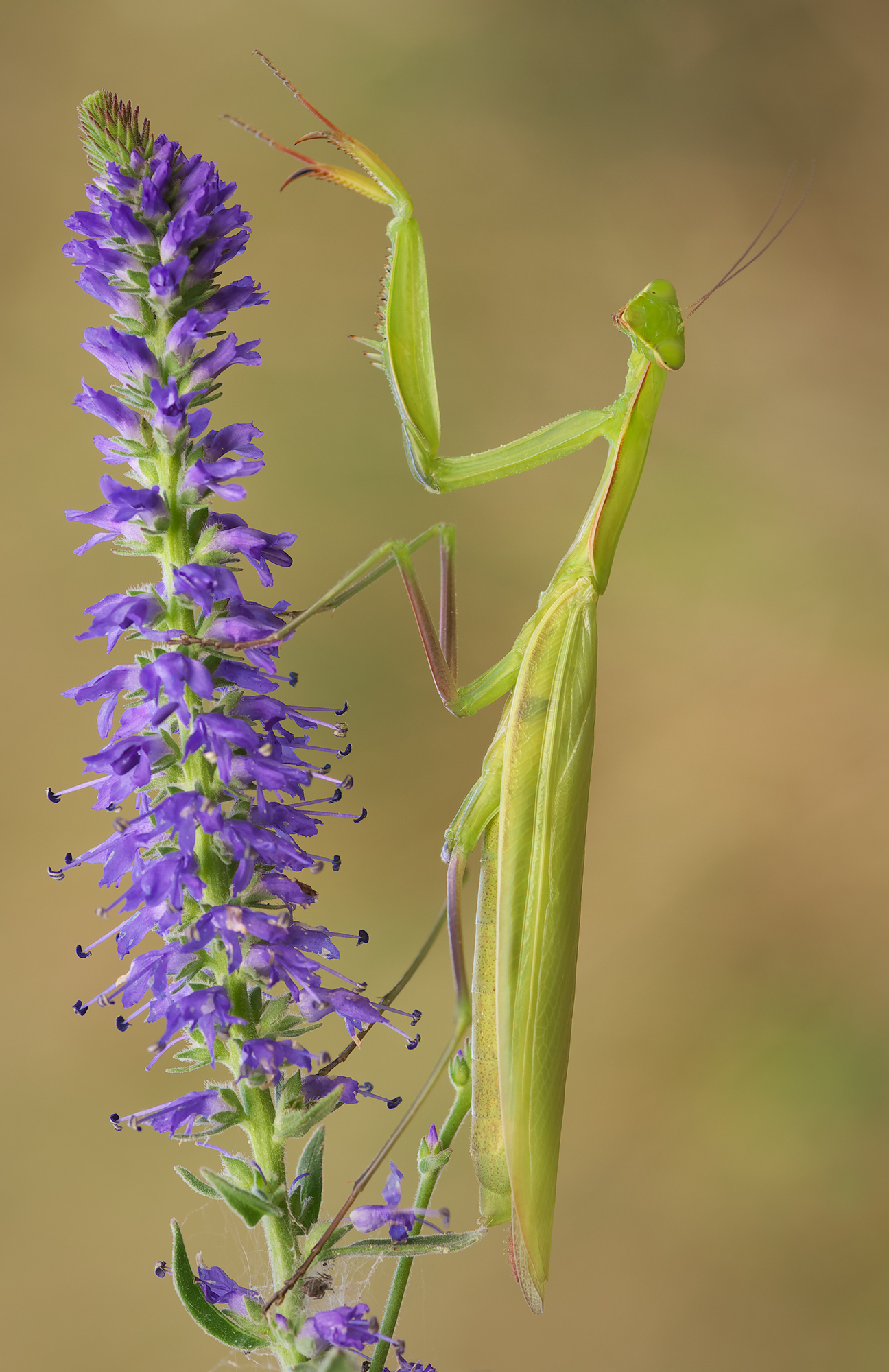 Mantide religiosa