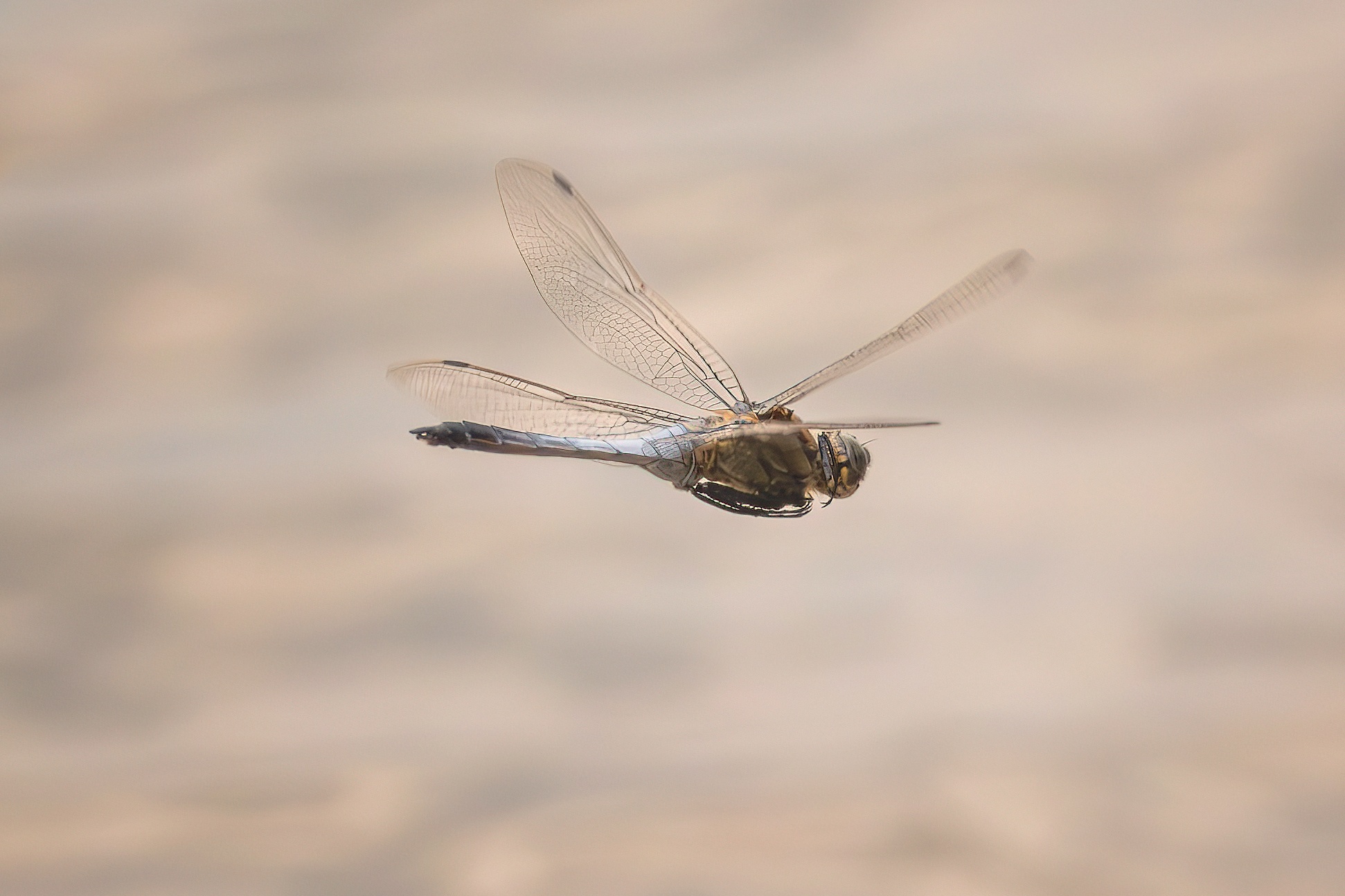 Libellula in volo