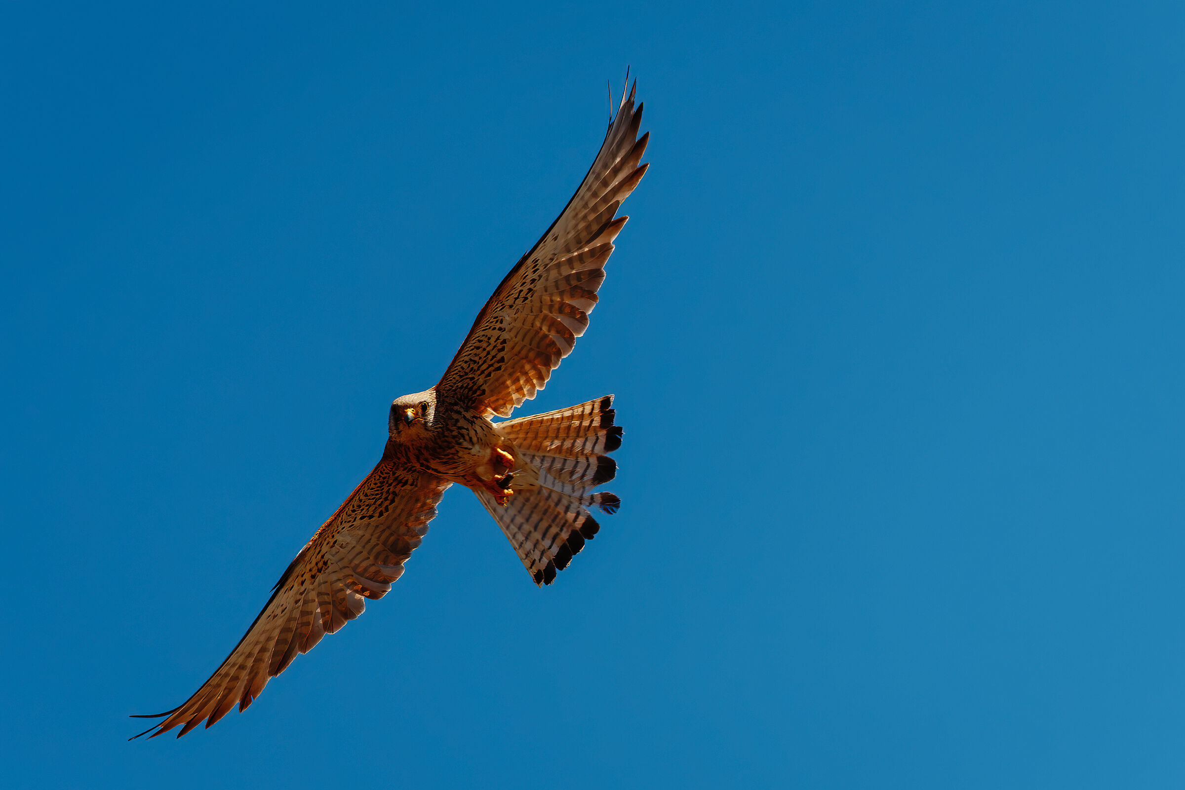 Falco Naumanni (Lesser Kestrel) n.2