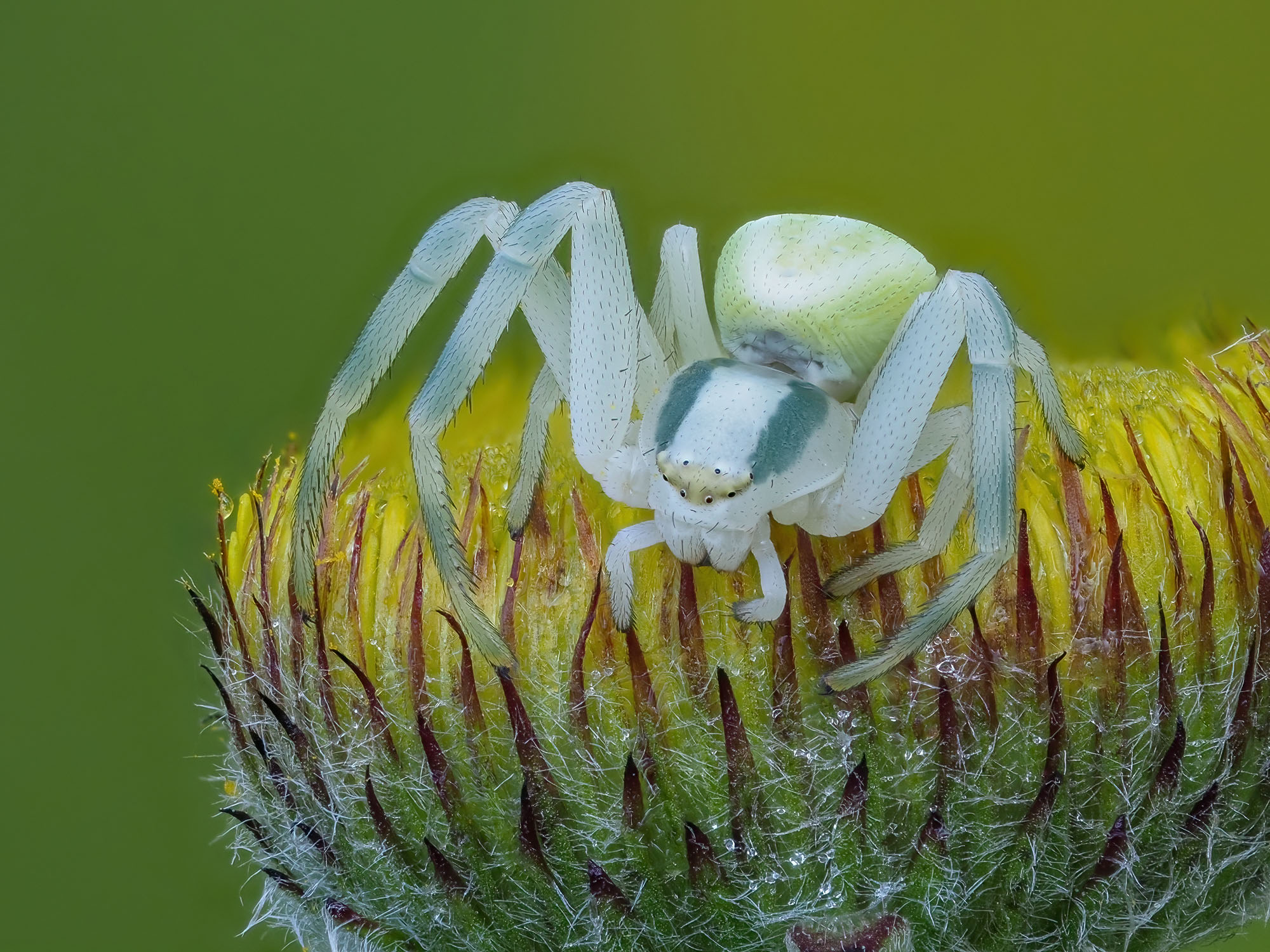 Misumena vatia