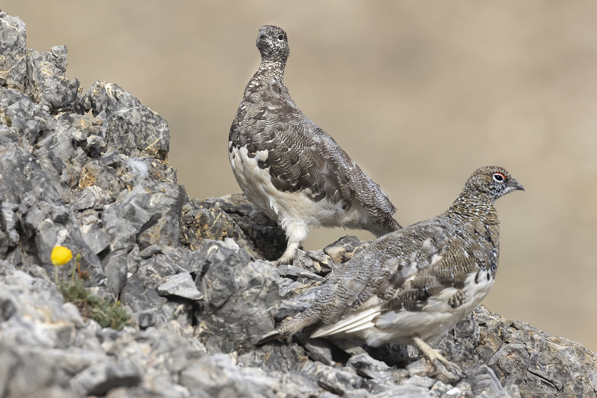 inizio di muta, pernici bianche