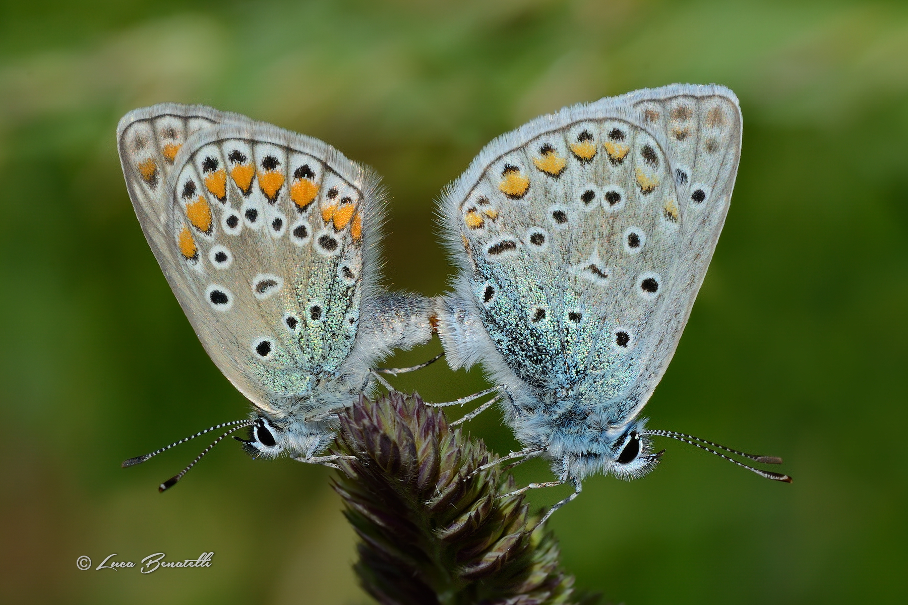 Polyommatus icarus.