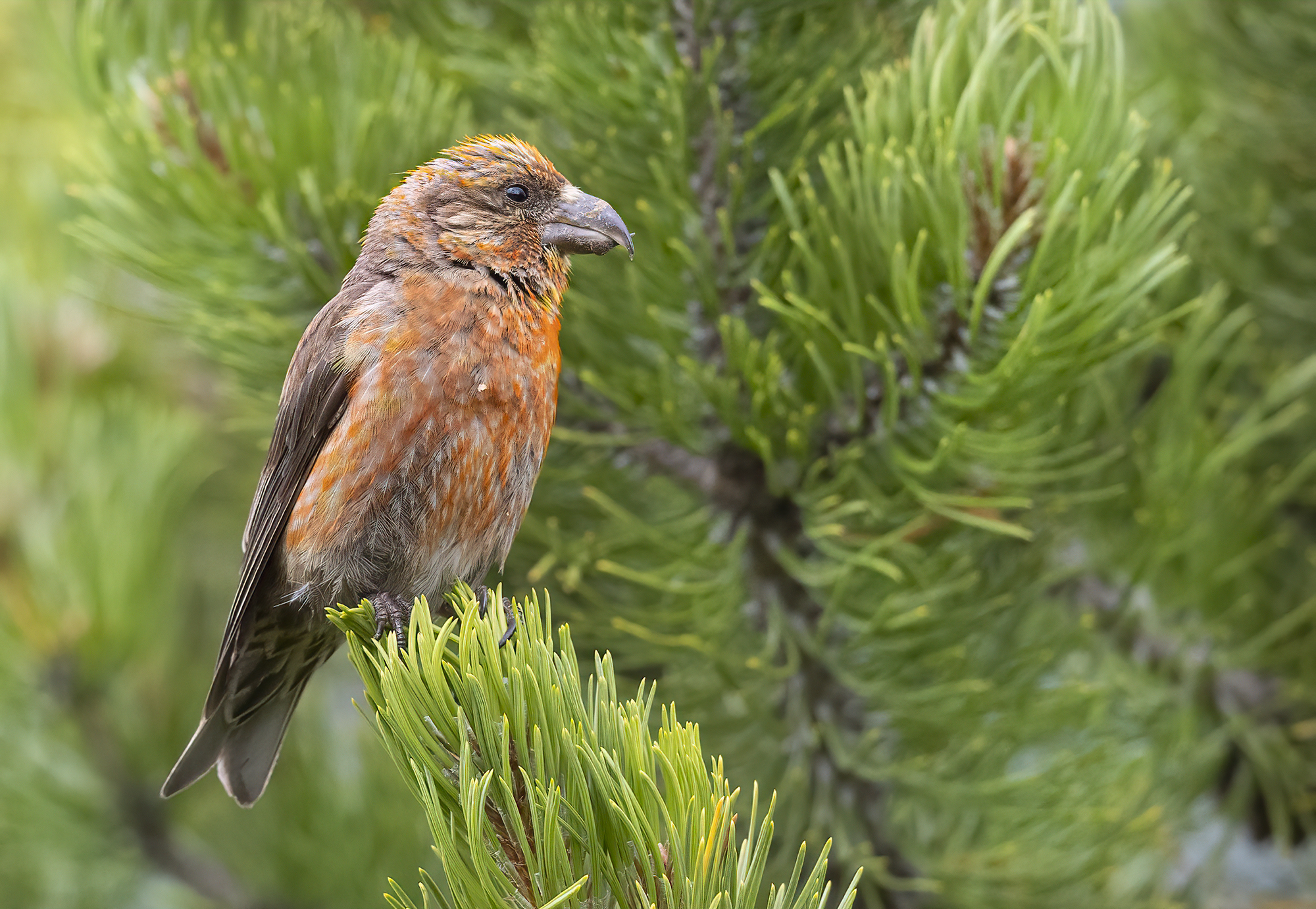 rosso come un crociere maschio