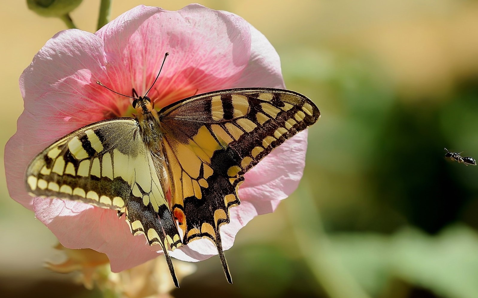 Incontri ravvicinati