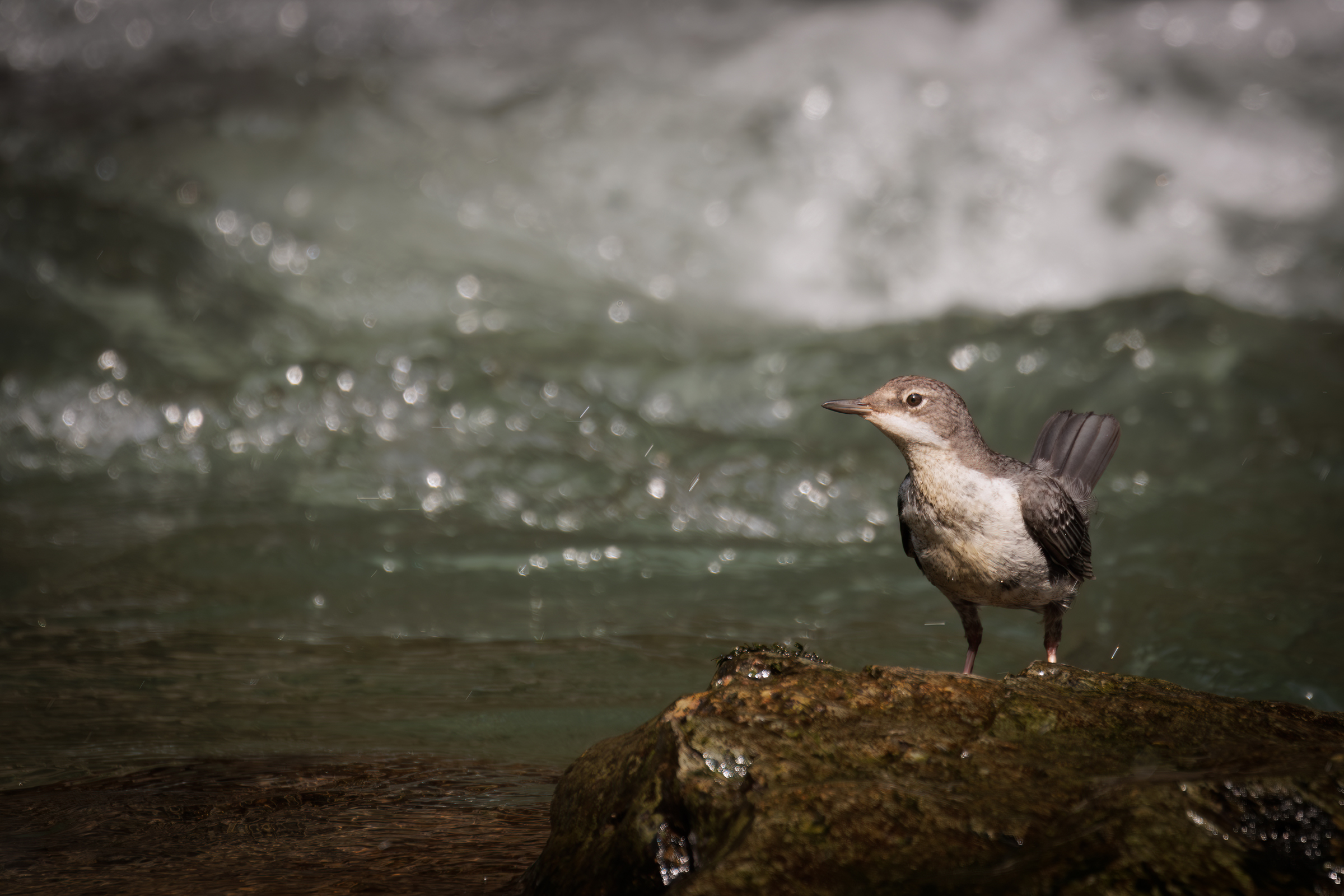 Young dipper