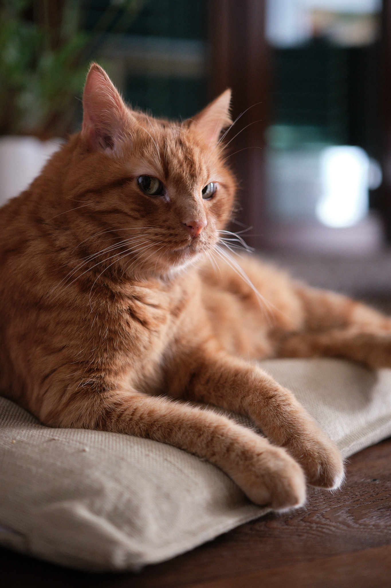 Leo