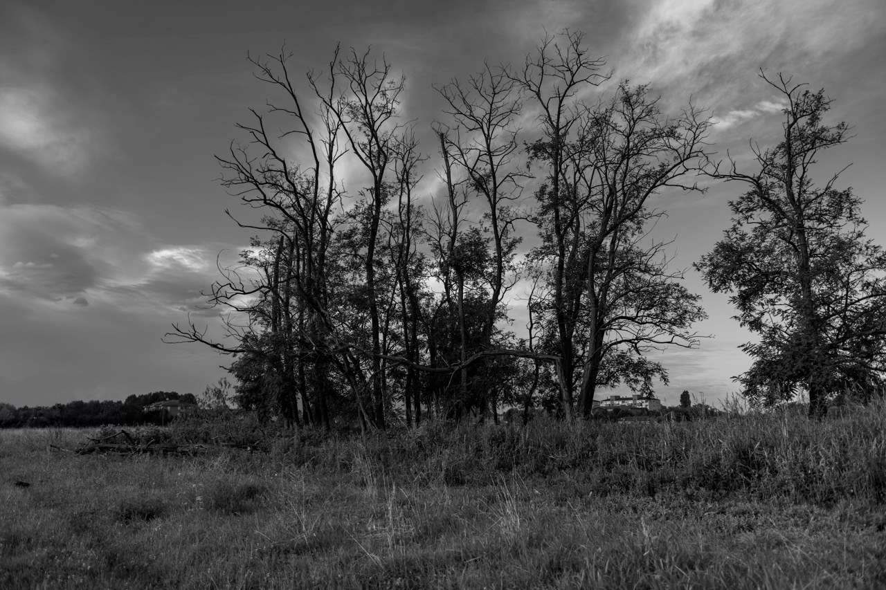 Sopravvivenza drammatica