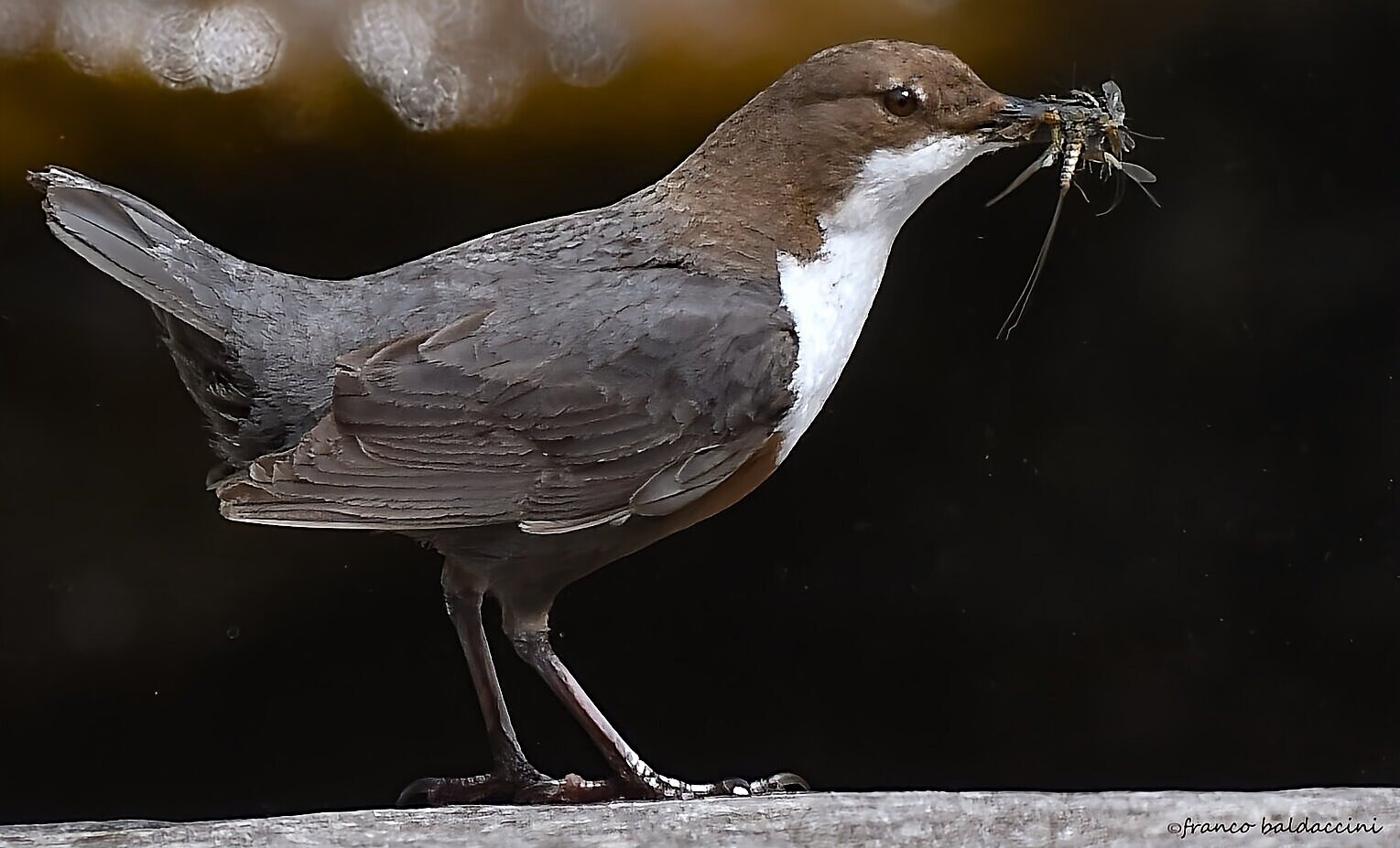 White-throated dipper.