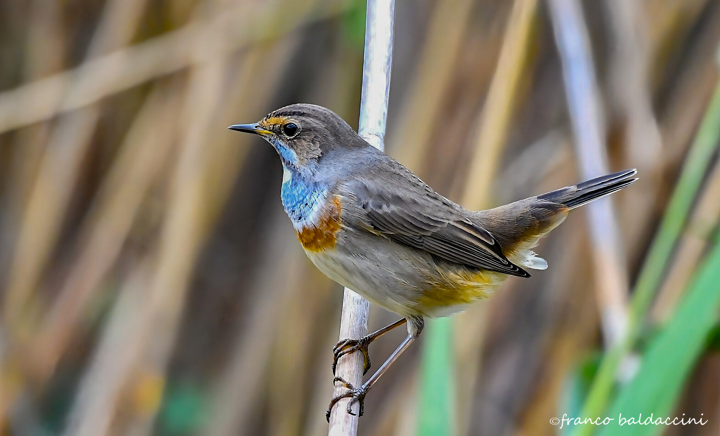 Bluethroat.