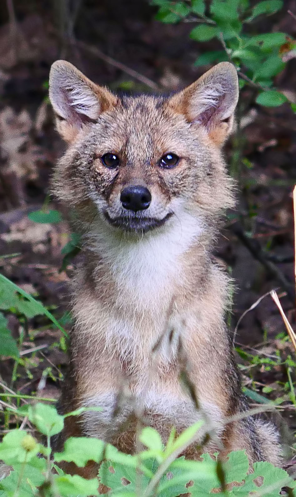 golden jackal
