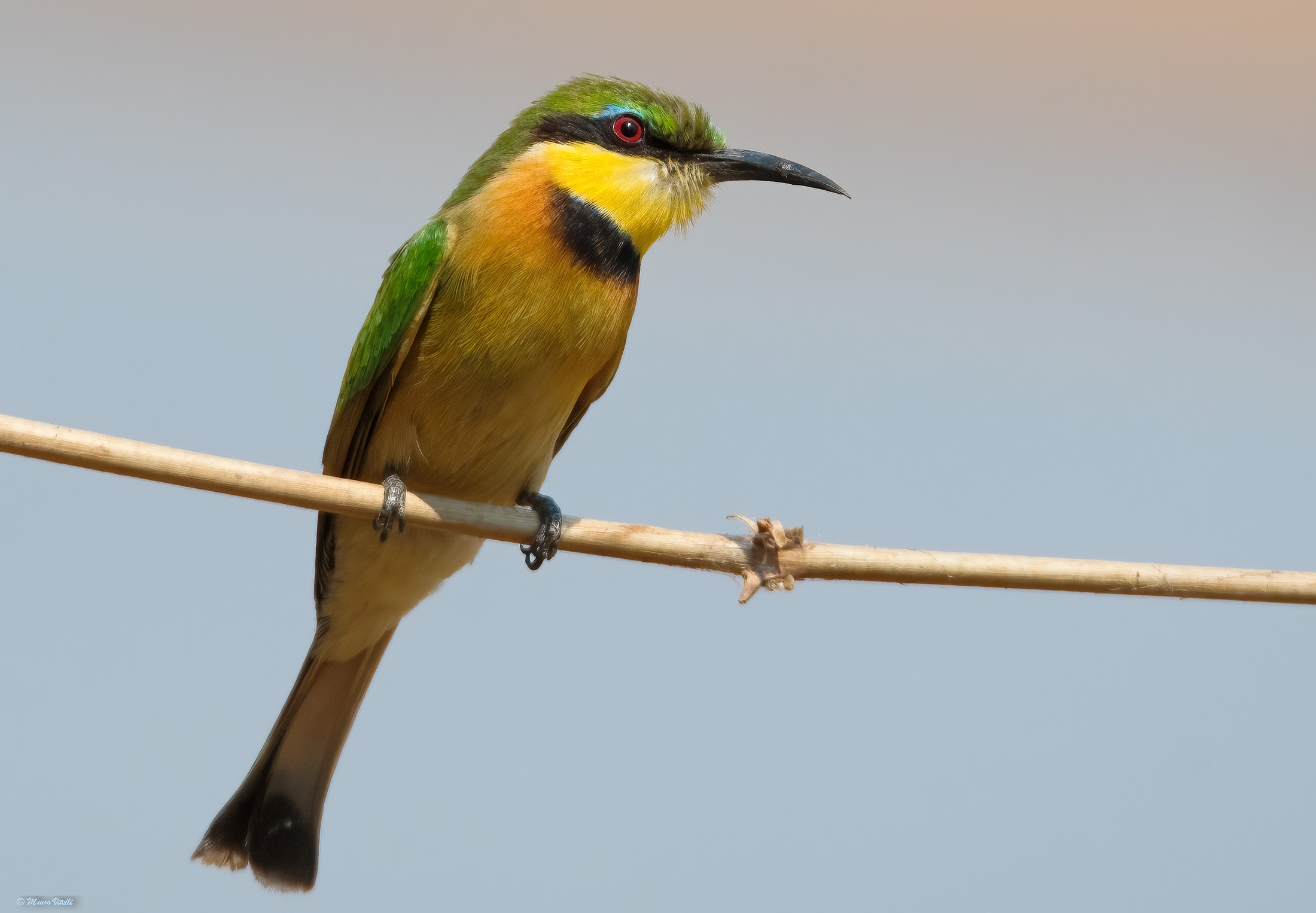Bee-eater breasted minor Merops pusilus