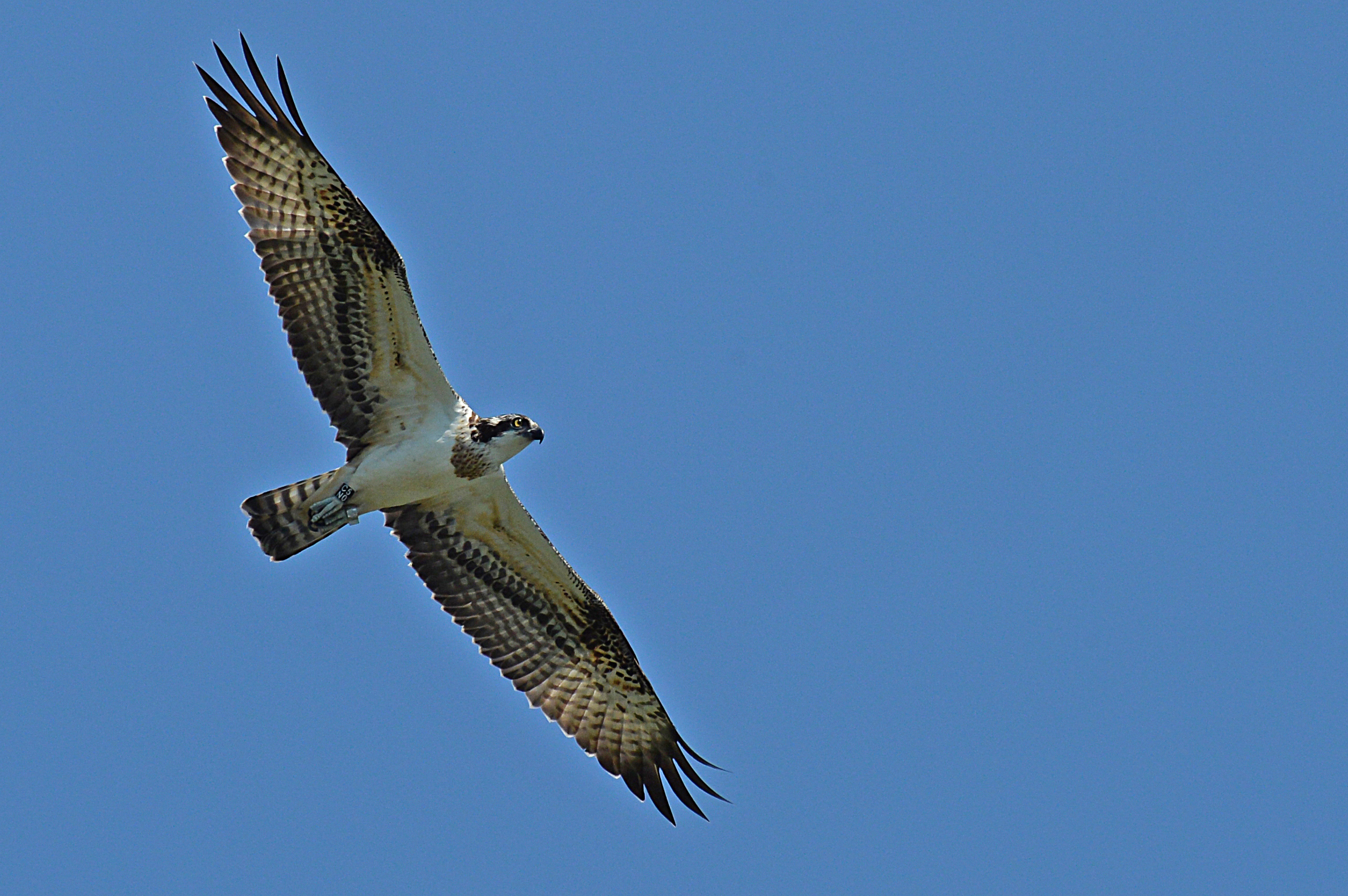 Falco pescatore